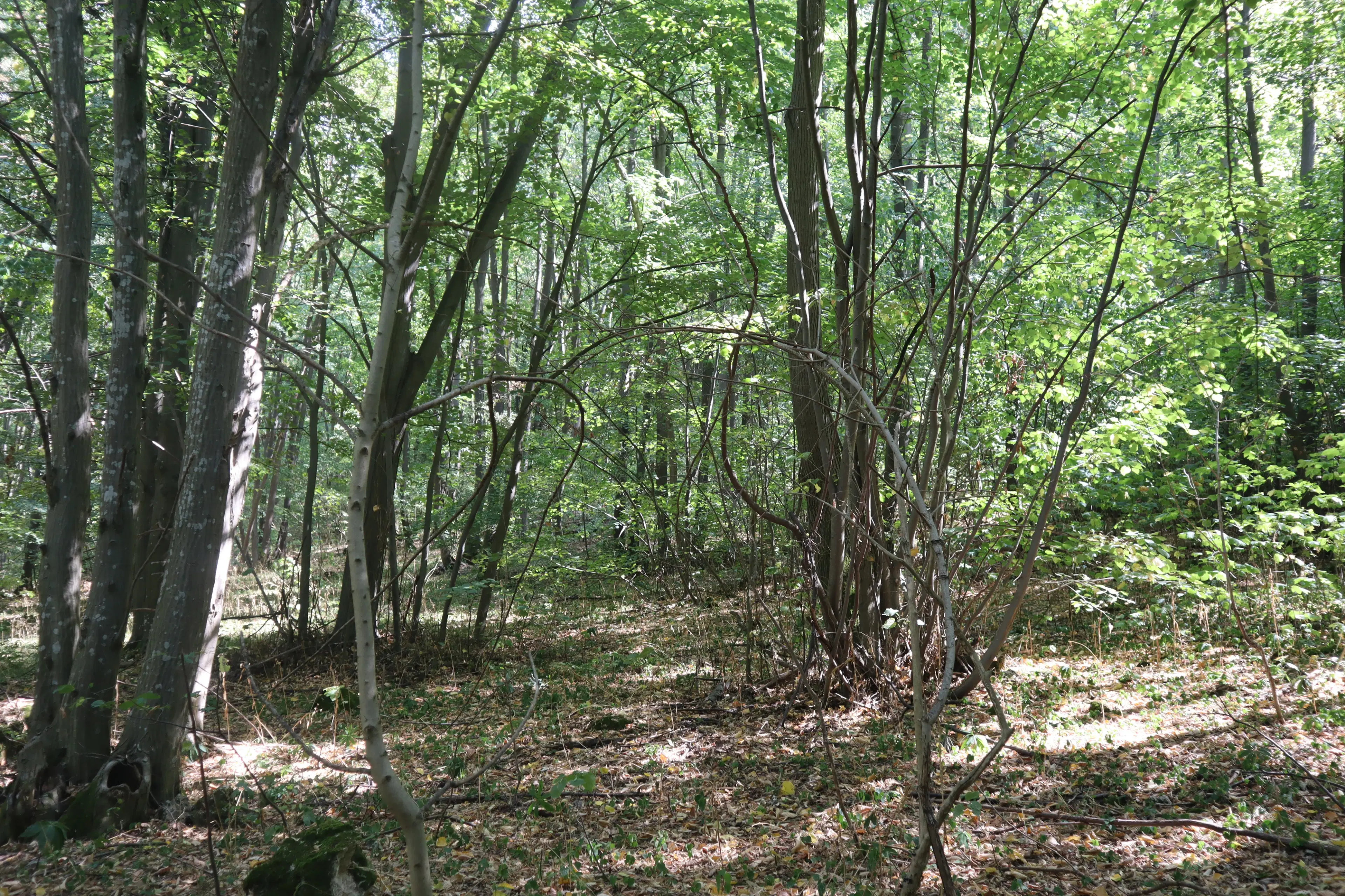 Loofbos 113.324 m² in Gorno Ozirovo, Varshets Montana - Bulgarije