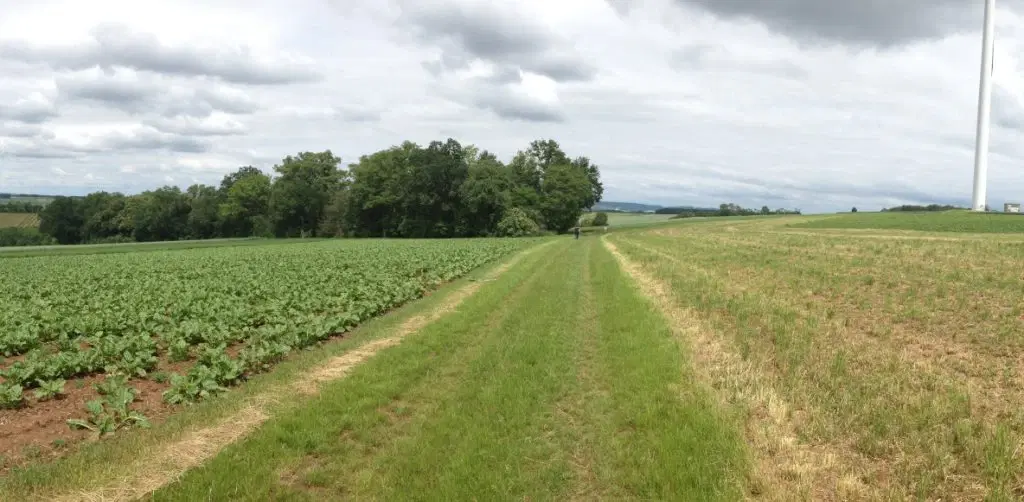 Landbouwgrond in Tolovitsa, regio Vidin - Bulgarije