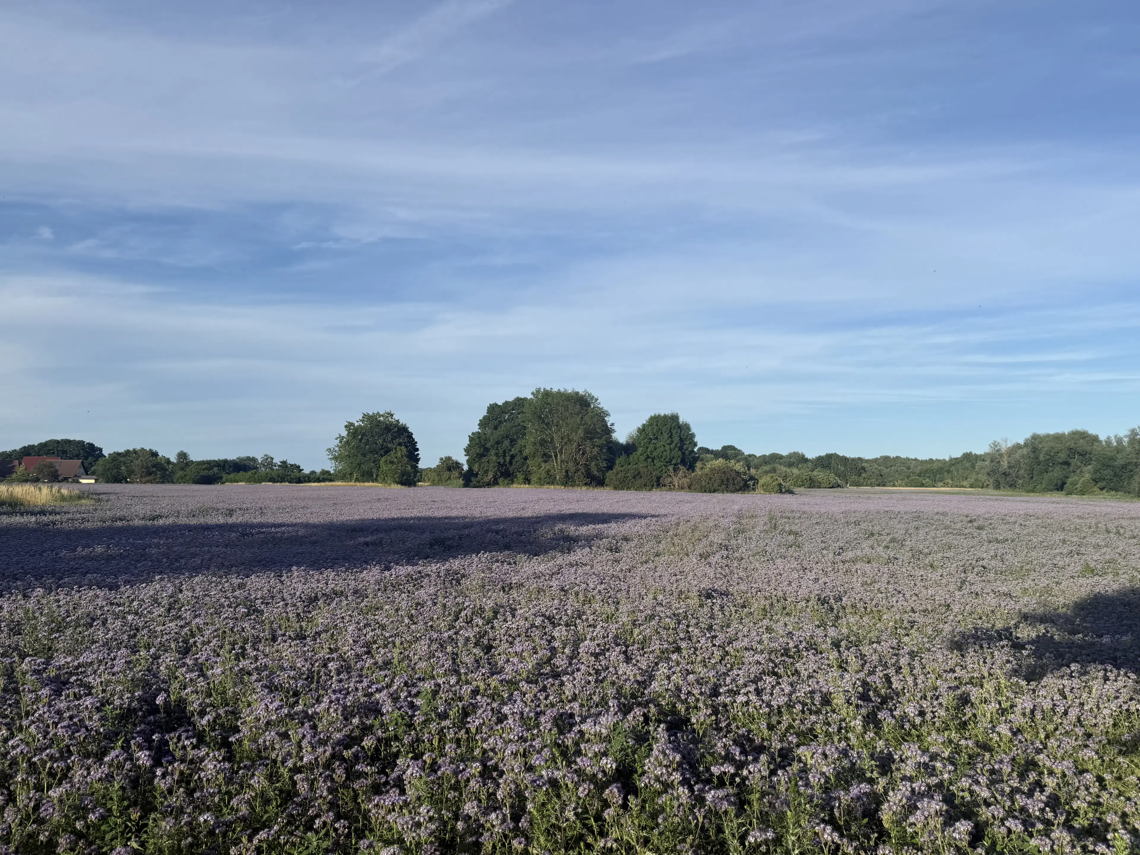 Eigendomsperceel van 600 m² in Gusow, Brandenburg - Duitsland