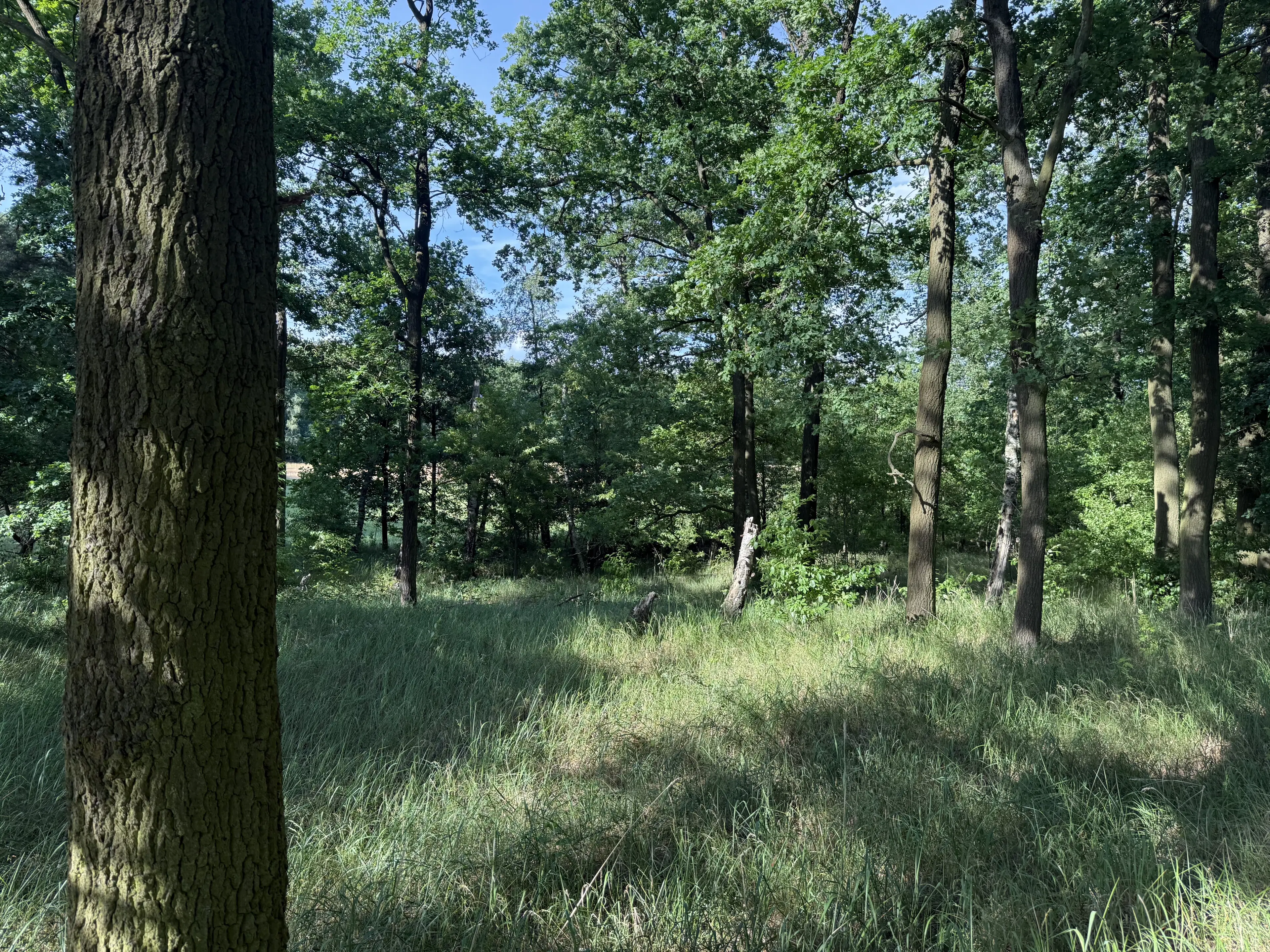 Terrein van 1.45 hectare nabij de Elbe, Bad Schmiedeberg - Duitsland