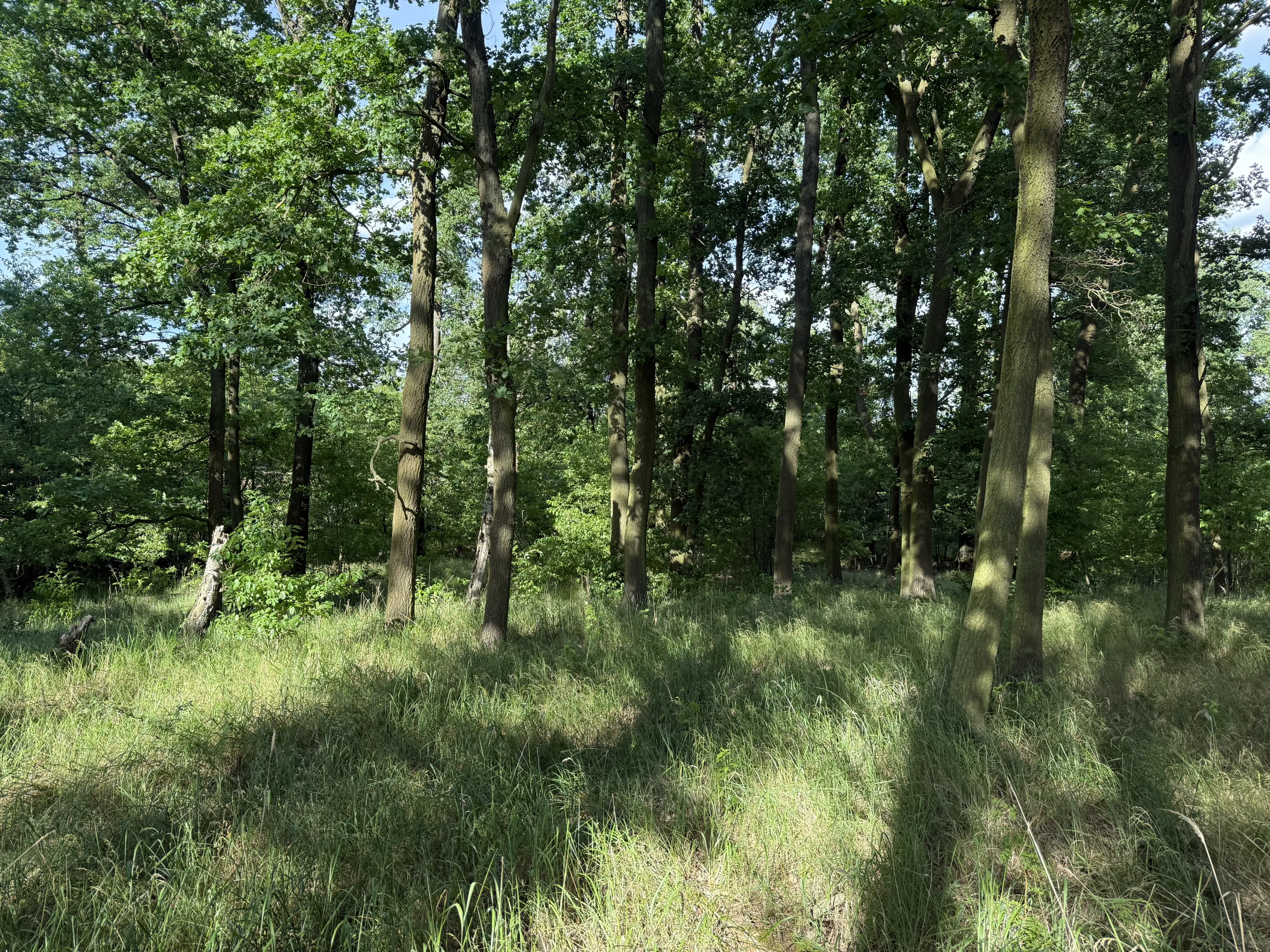 Terrein van 1.45 hectare nabij de Elbe, Bad Schmiedeberg - Duitsland