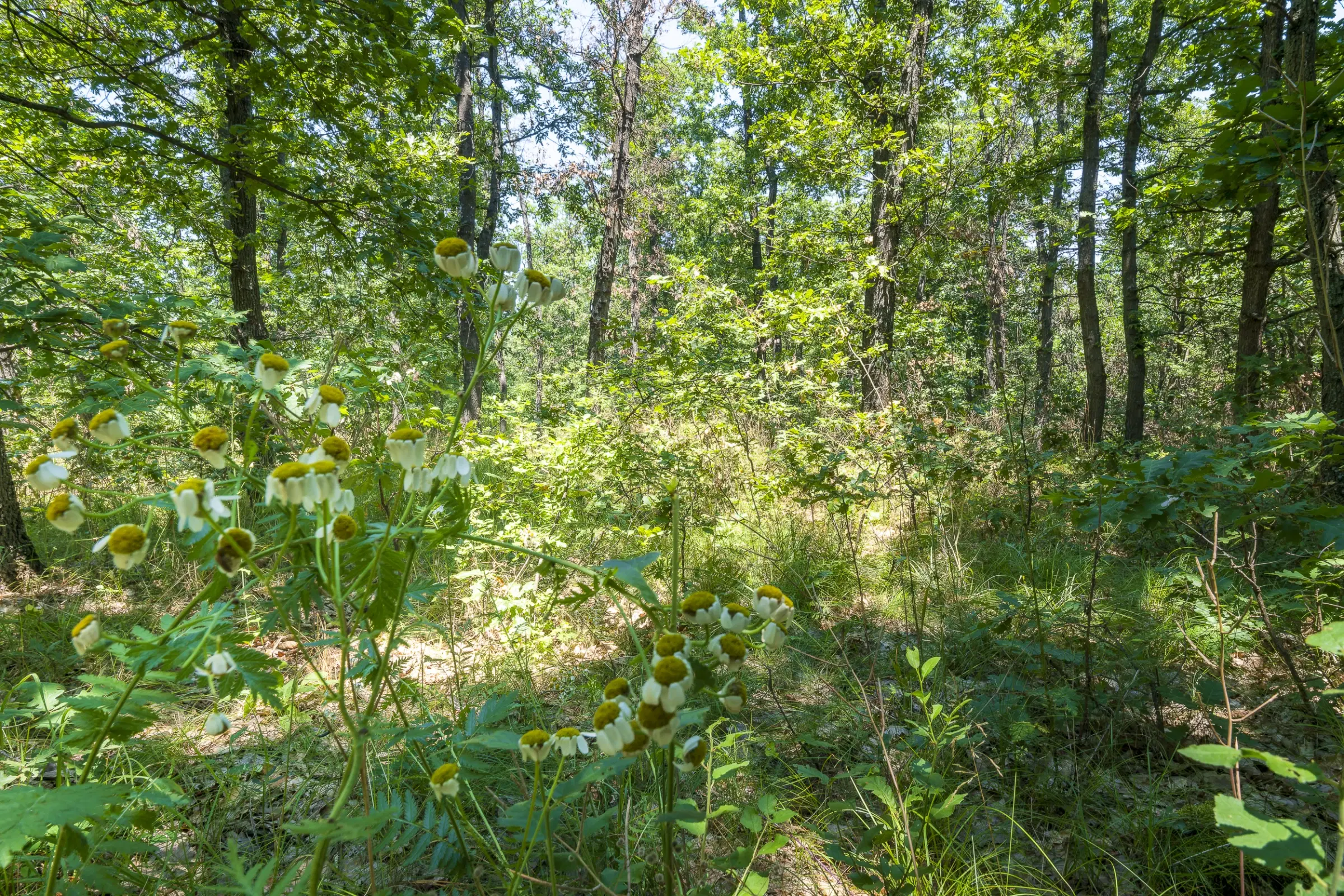 28.886 m² gemengd loofbos in de regio Vidin - Bulgarije
