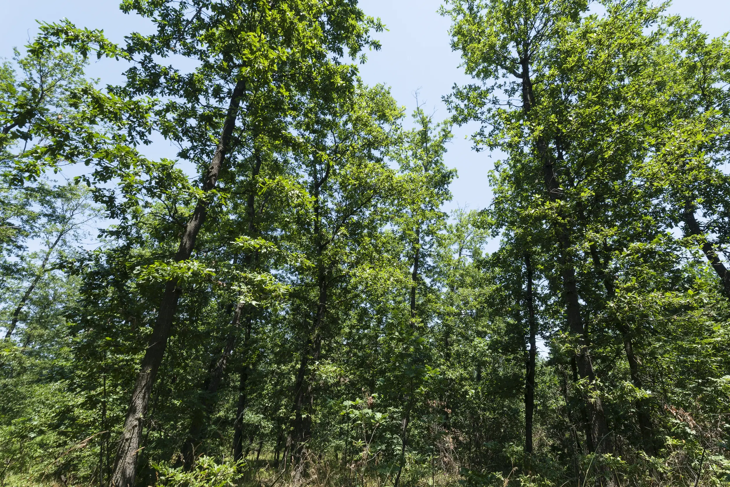 28.886 m² gemengd loofbos - regio Vidin - Bulgarije