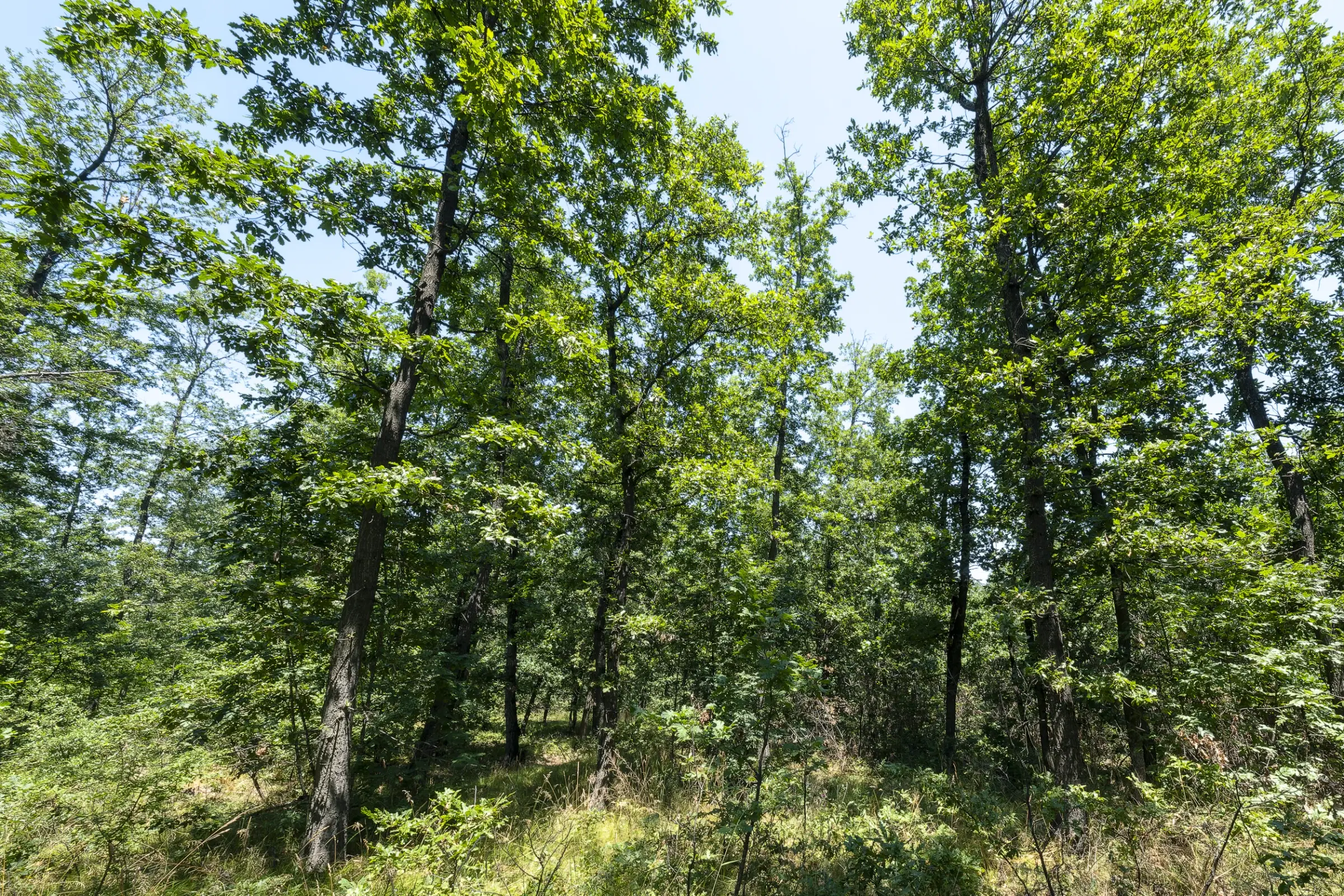 28.886 m² gemengd loofbos in de regio Vidin - Bulgarije