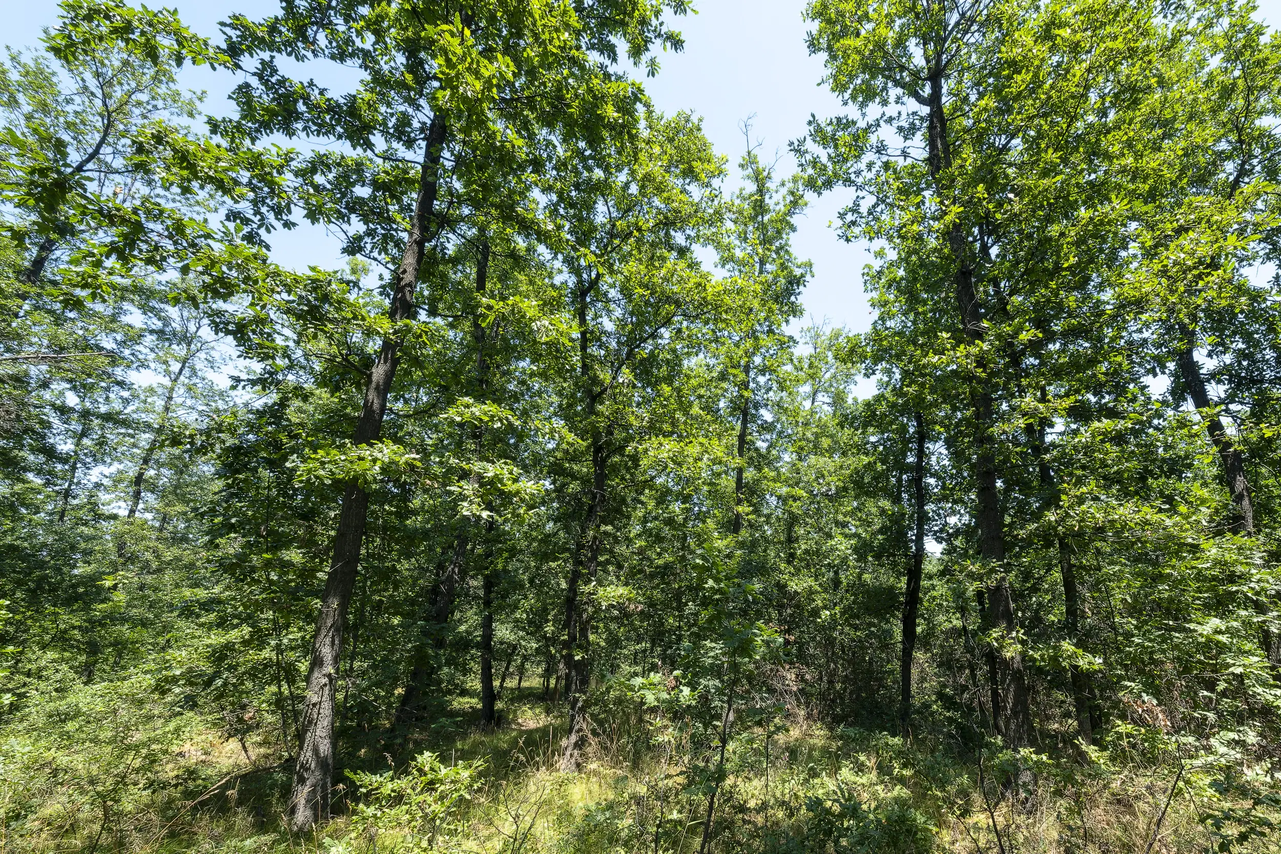 28.886 m² gemengd loofbos - regio Vidin - Bulgarije