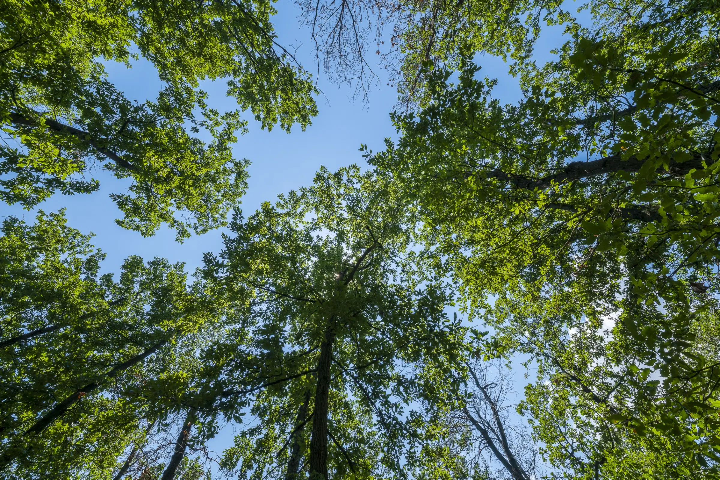 28.886 m² gemengd loofbos in de regio Vidin - Bulgarije