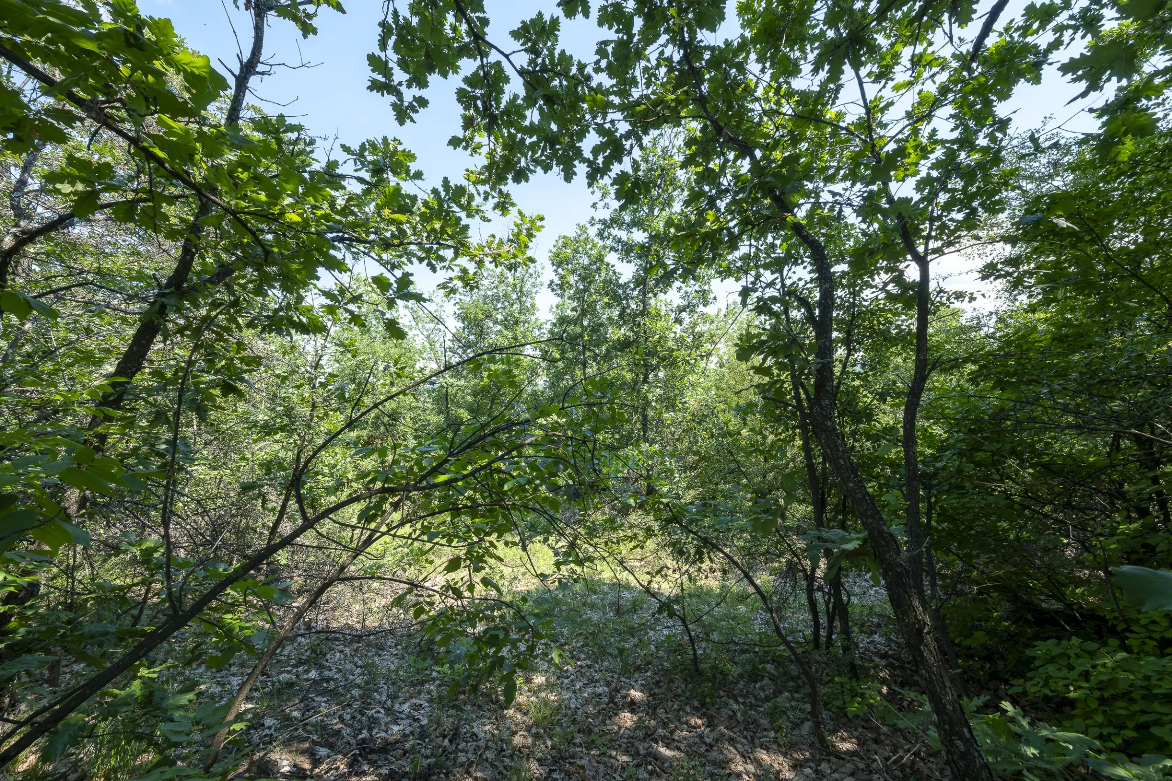 Gemengd loofbos 23.204 m² in Bela, Belogradchik - Bulgarije