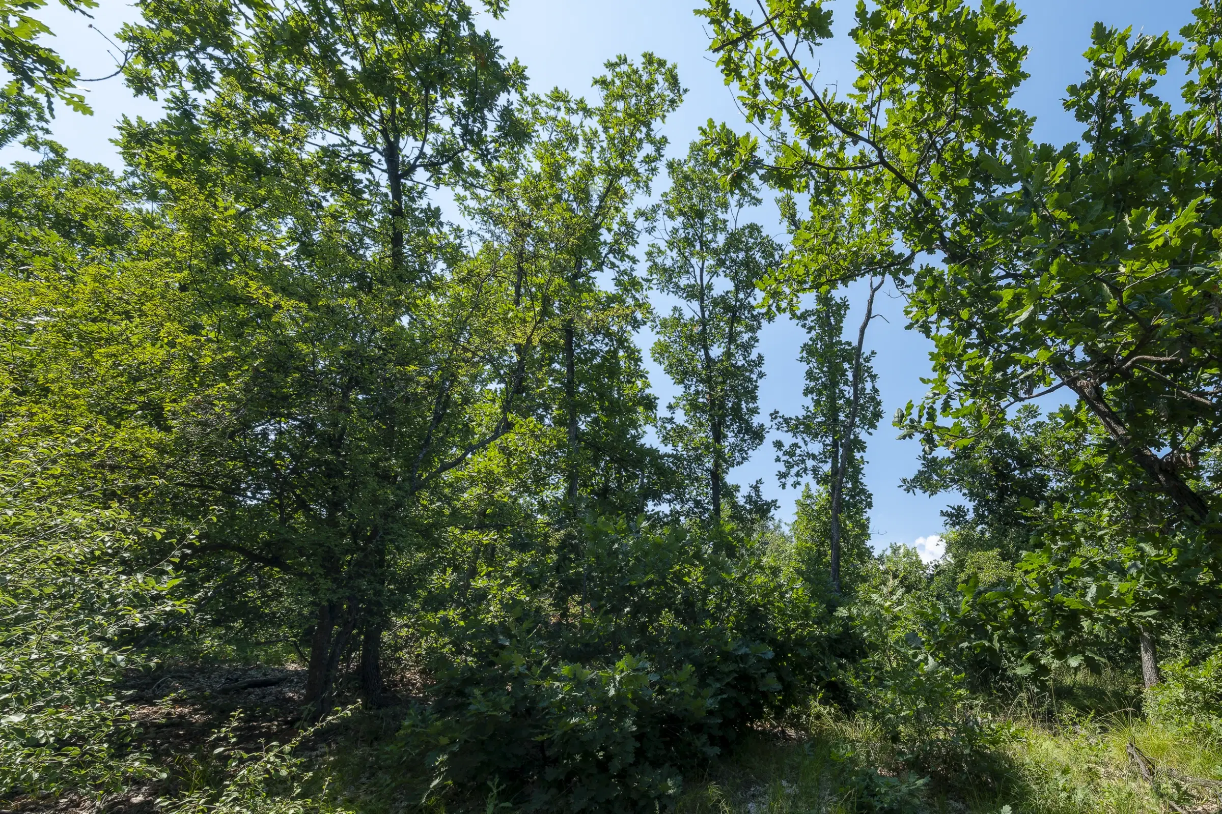 Gemengd loofbos 23.204 m² in Bela, Belogradchik - Bulgarije
