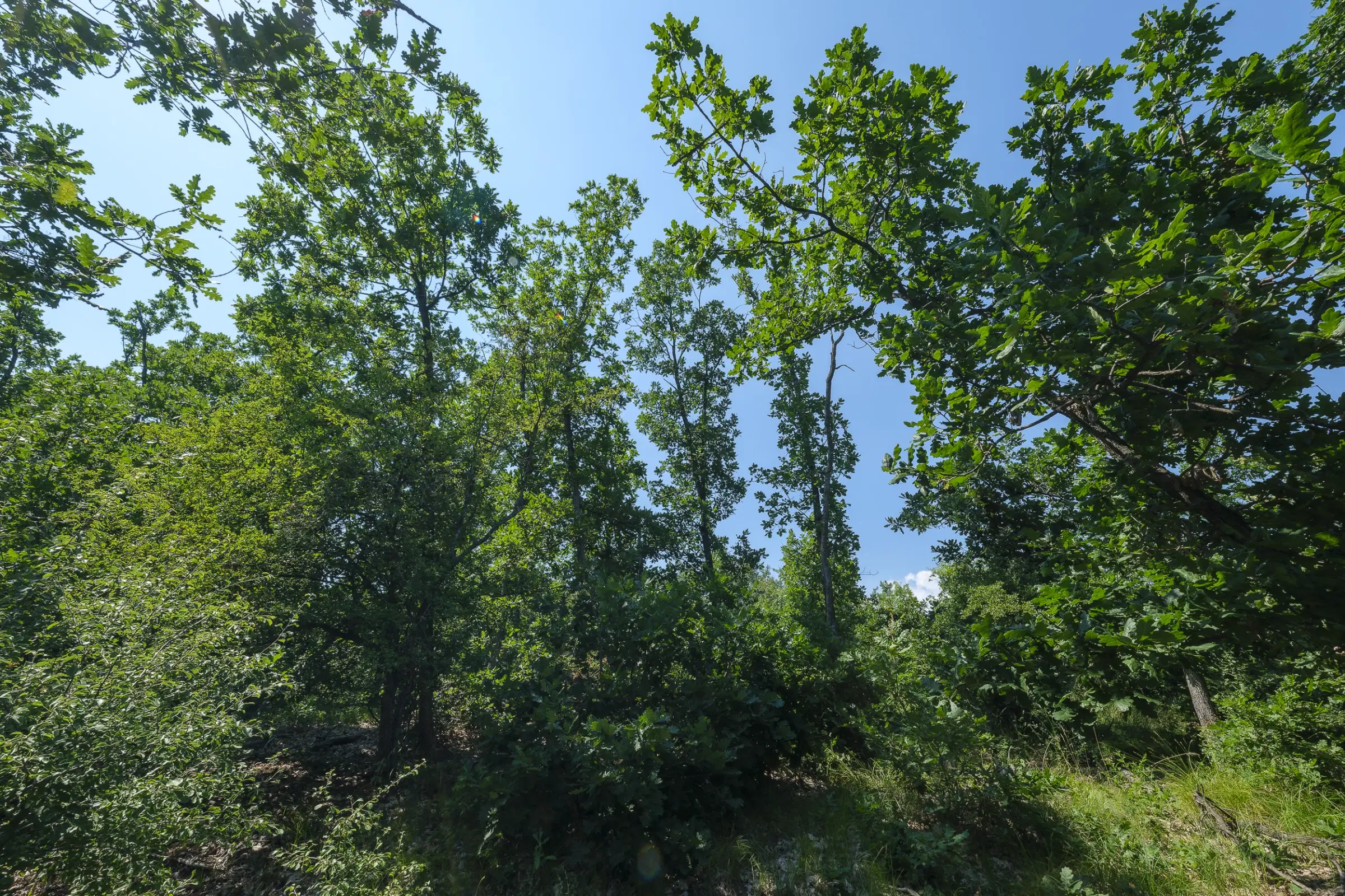 Gemengd loofbos 23.204 m² in Bela, Belogradchik - Bulgarije