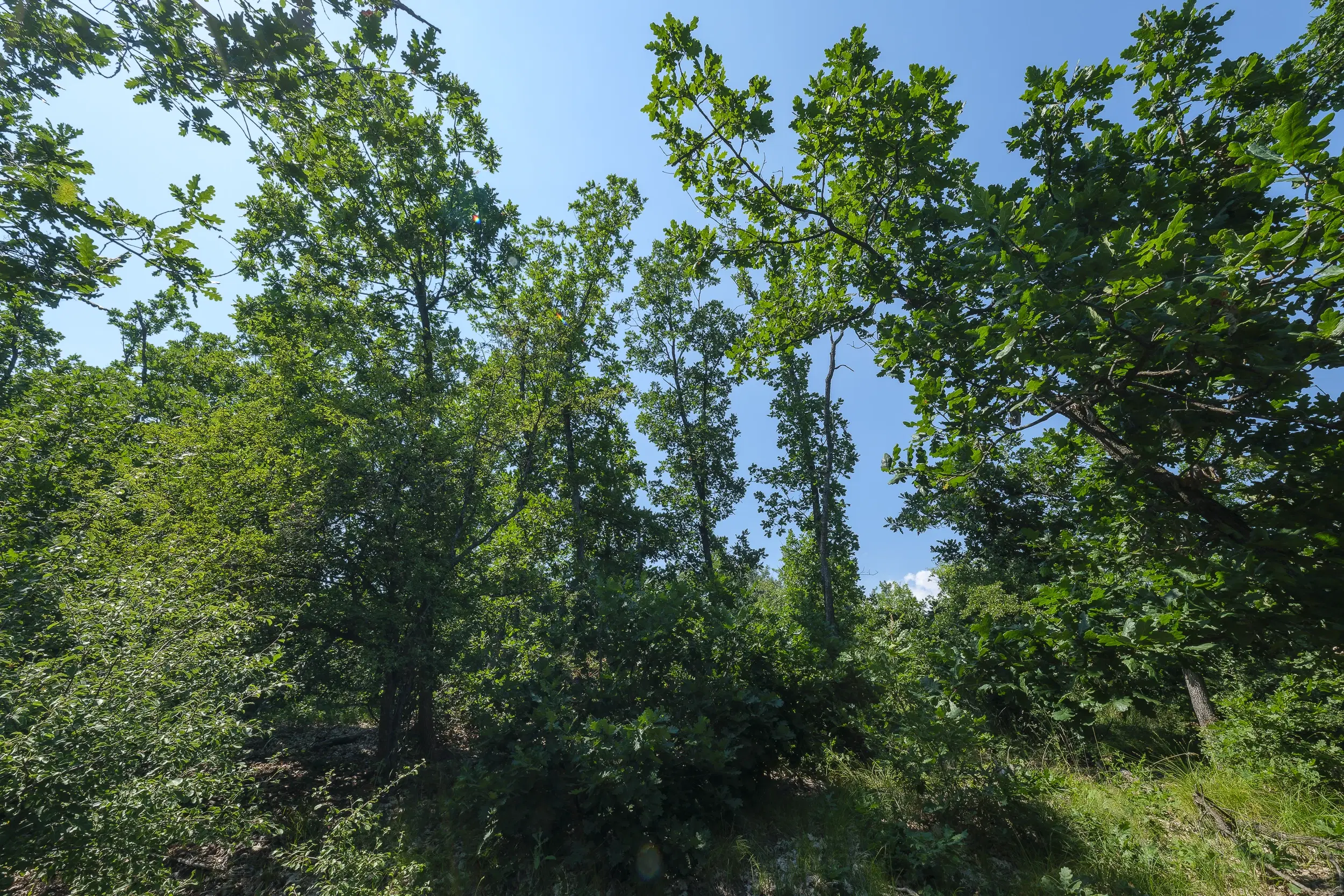 23.204 m² gemengd loofbos in Bela, Belogradchik - Bulgarije