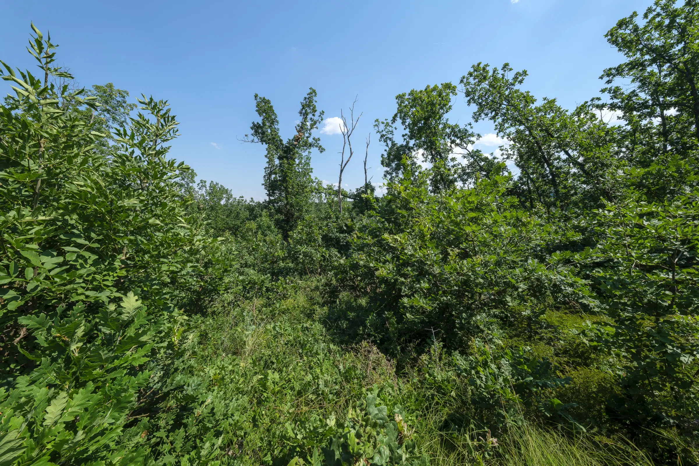 Gemengd loofbos 23.204 m² in Bela, Belogradchik - Bulgarije