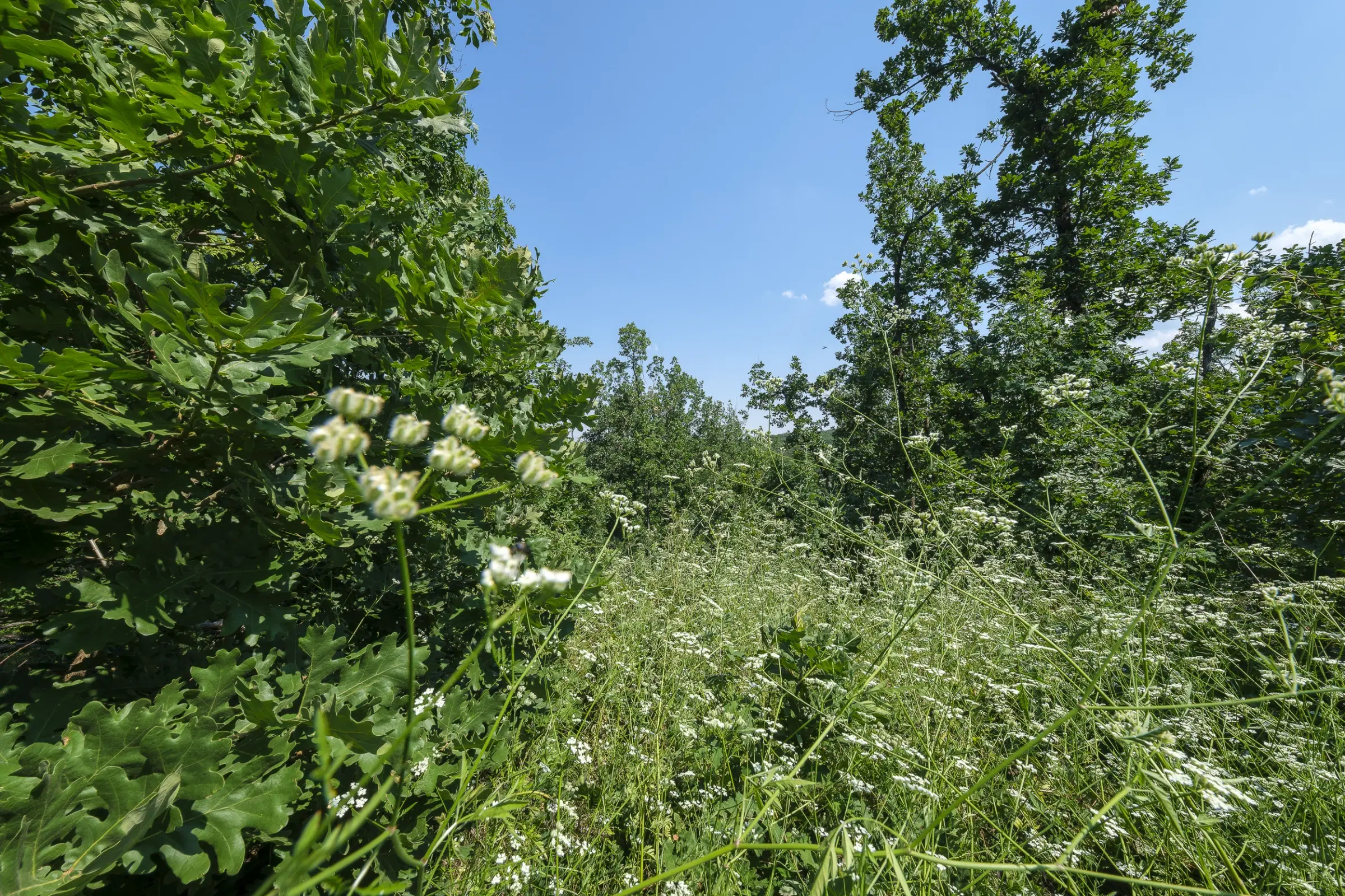 Gemengd loofbos 23.204 m² in Bela, Belogradchik - Bulgarije