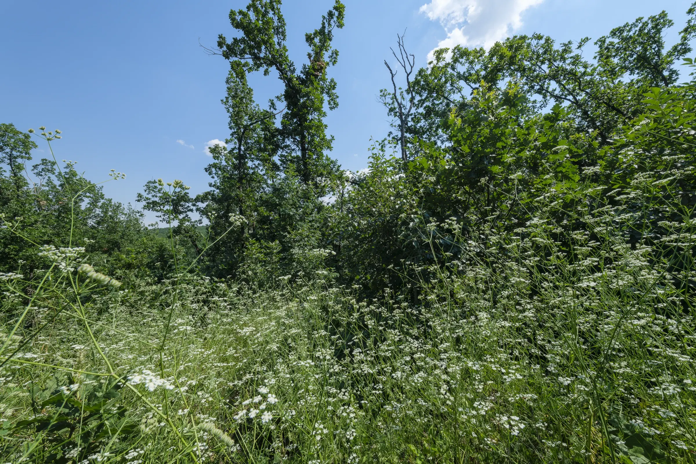 Gemengd loofbos 23.204 m² in Bela, Belogradchik - Bulgarije