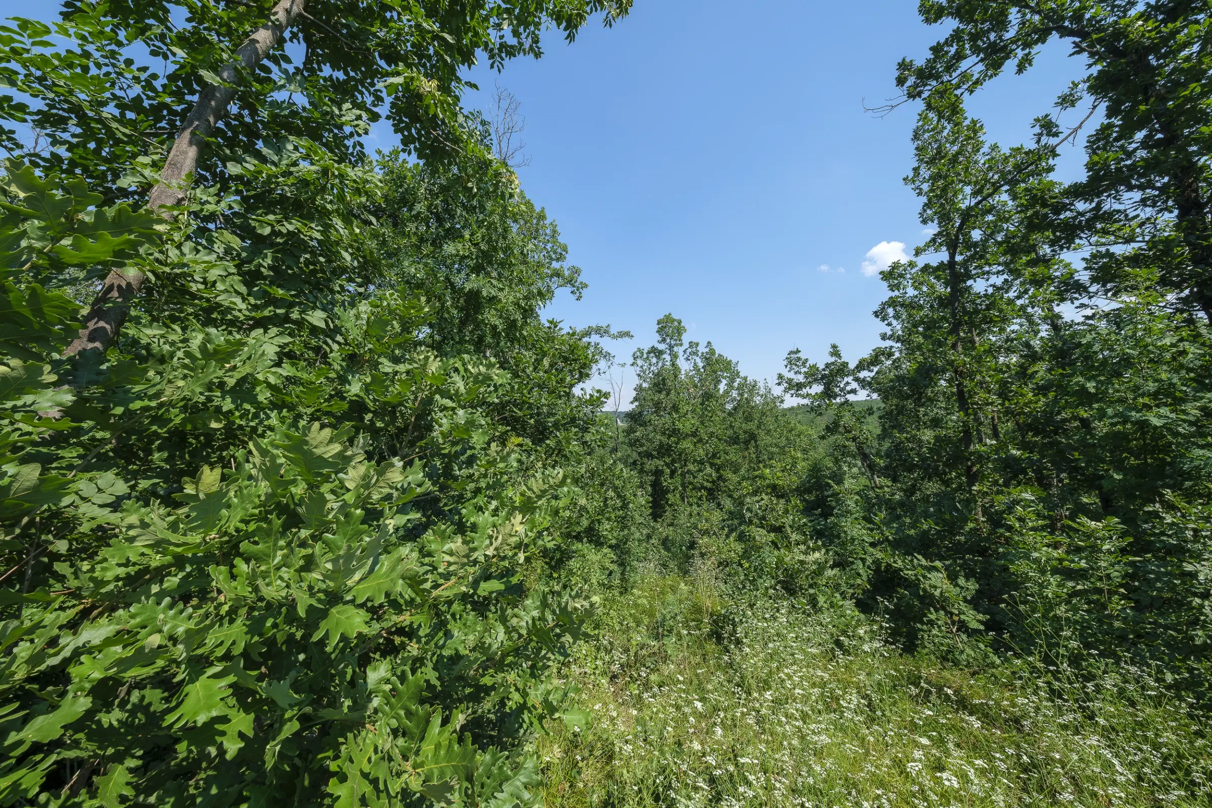 Gemengd loofbos 23.204 m² in Bela, Belogradchik - Bulgarije