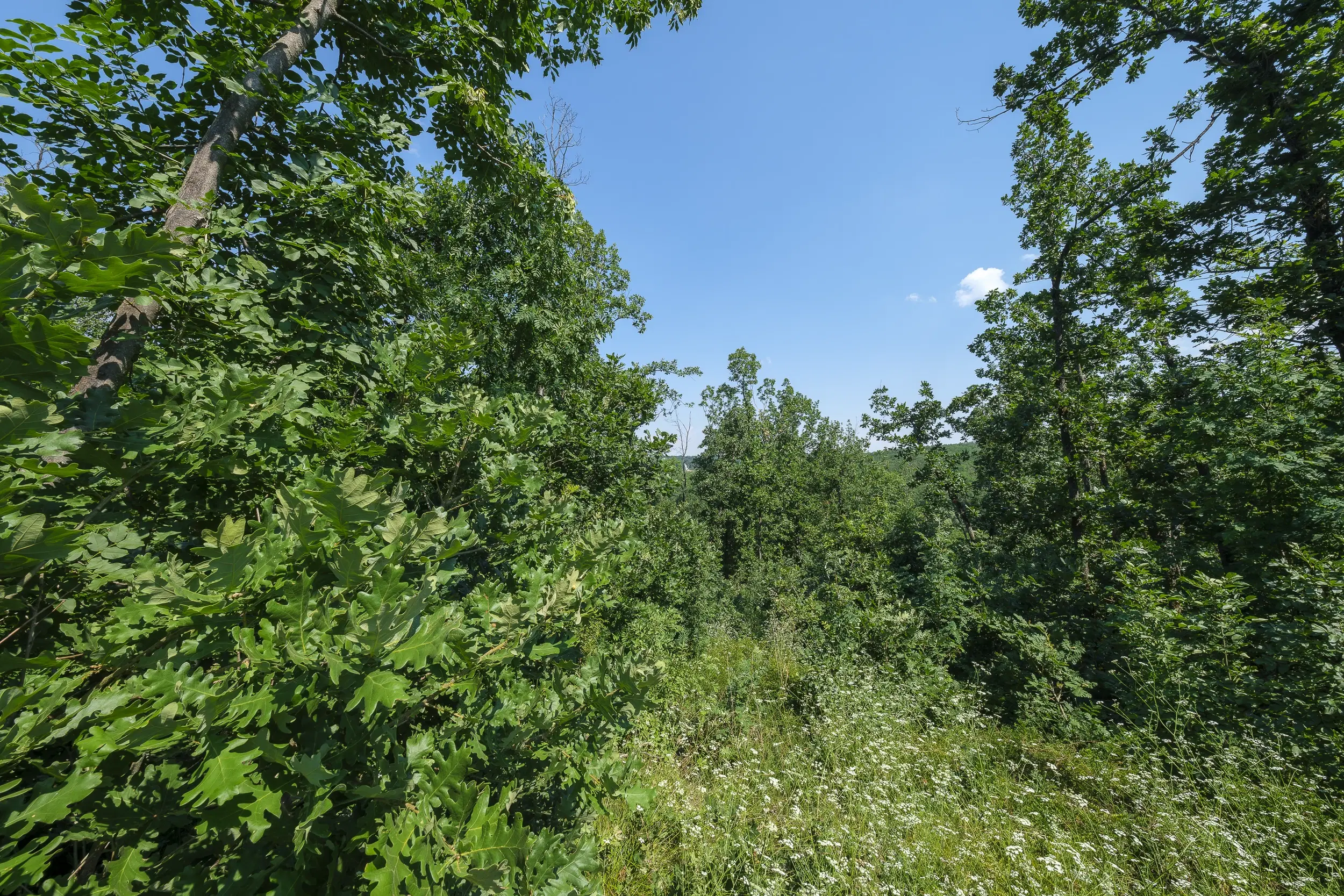 23.204 m² gemengd loofbos in Bela, Belogradchik - Bulgarije