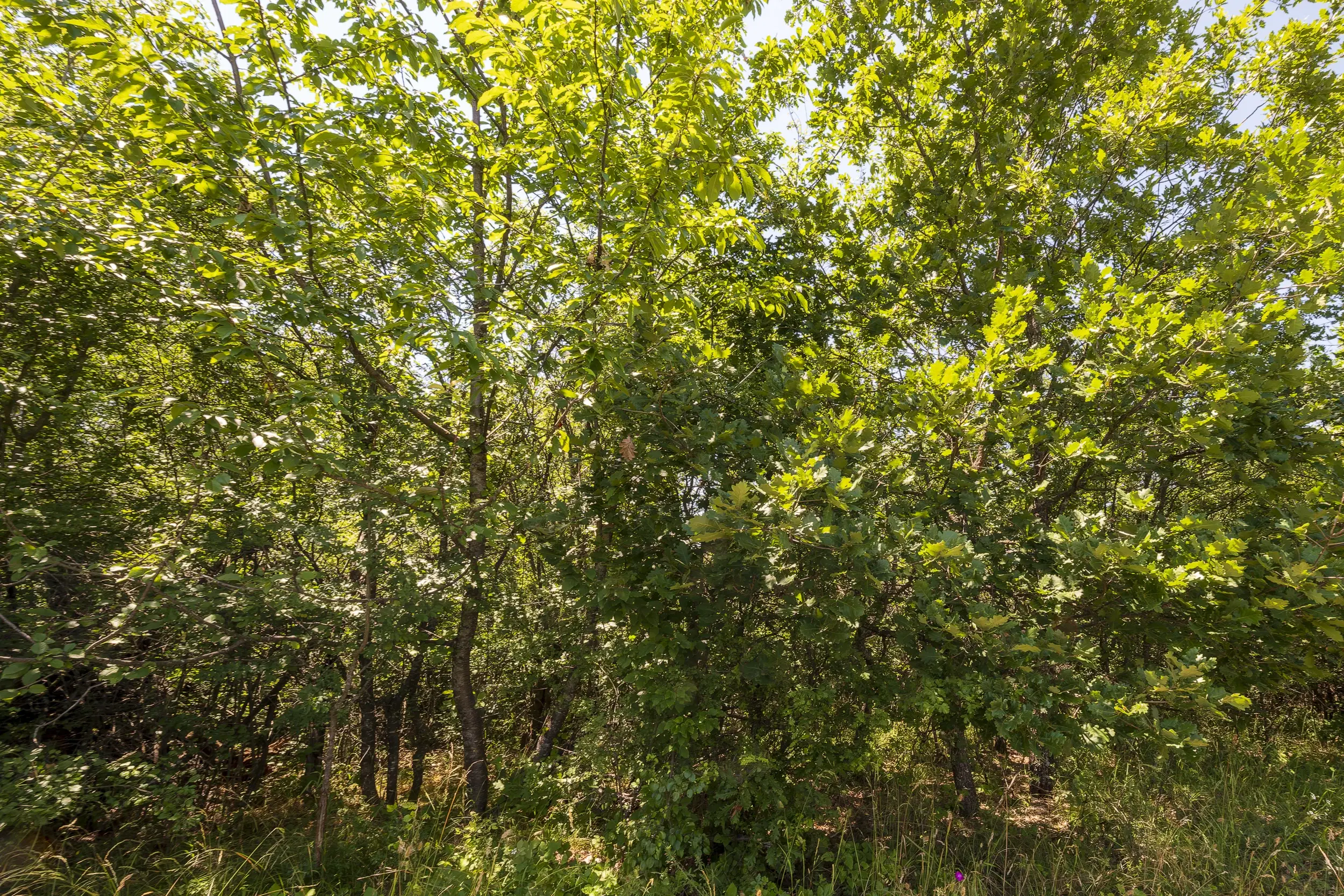 26.802 m² gemengd loofbos in Belogradchik - Bulgarije