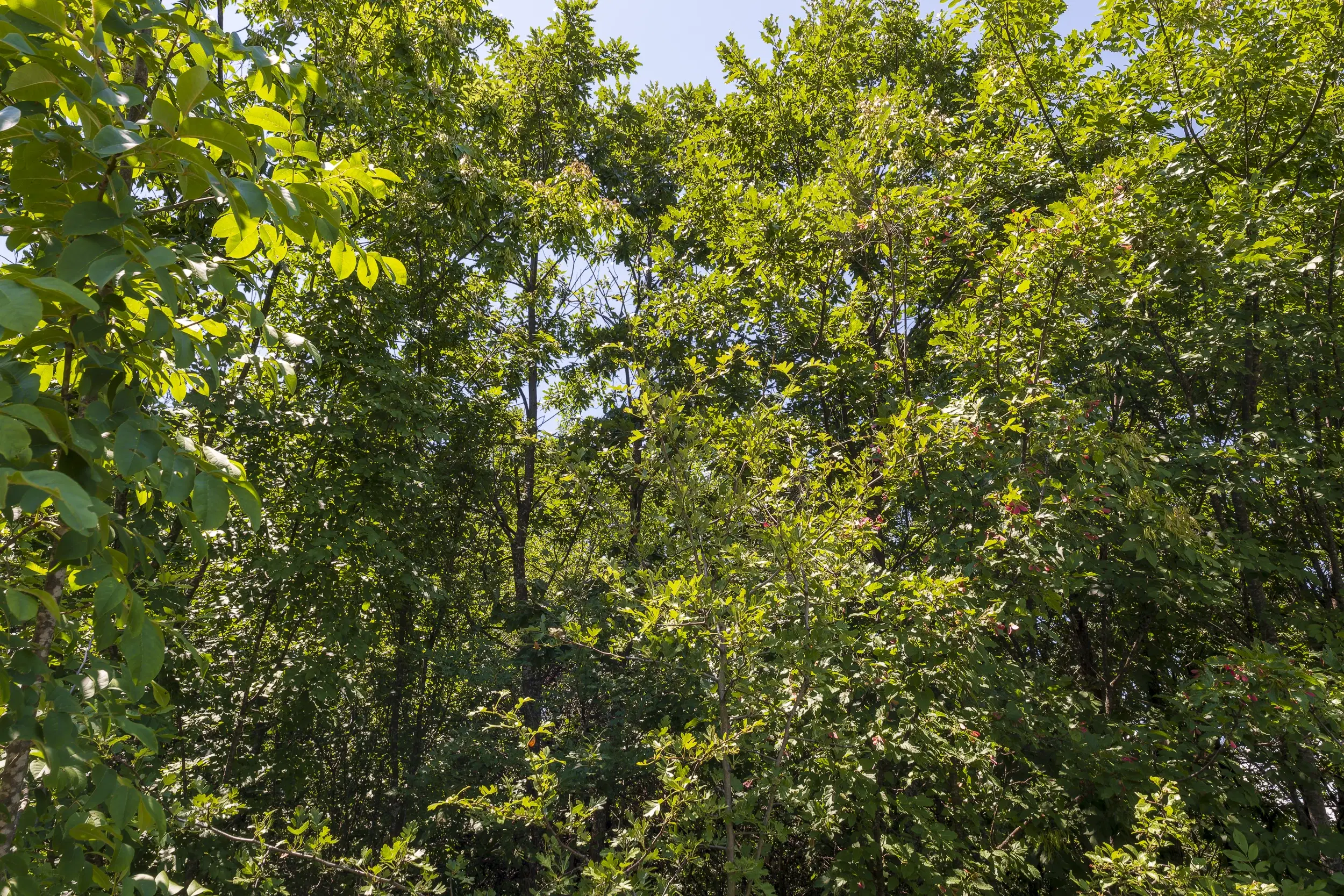 26.802 m² gemengd loofbos in Belogradchik - Bulgarije