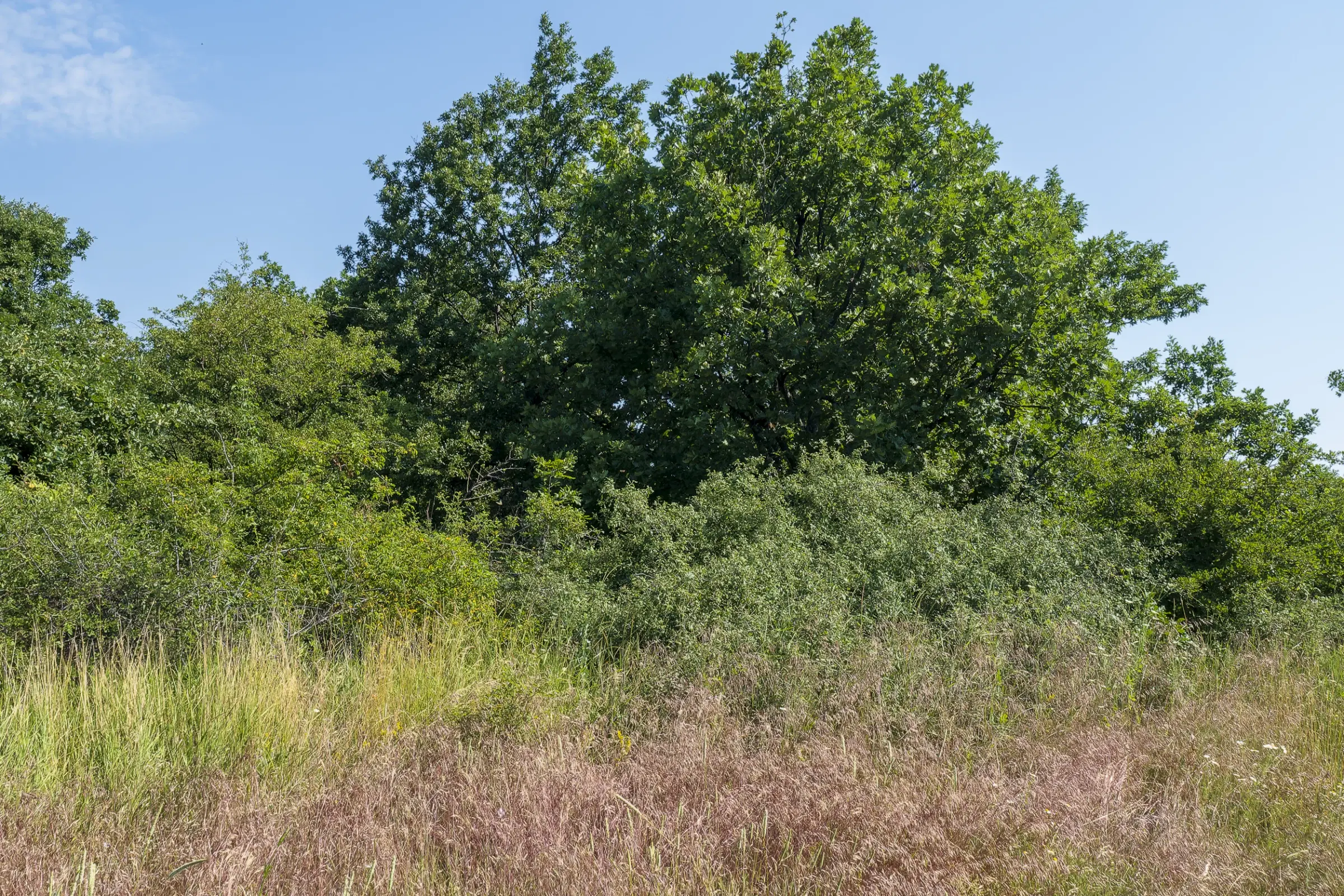 Gemengd loofbos 26.802 m² in Belogradchik - Bulgarije