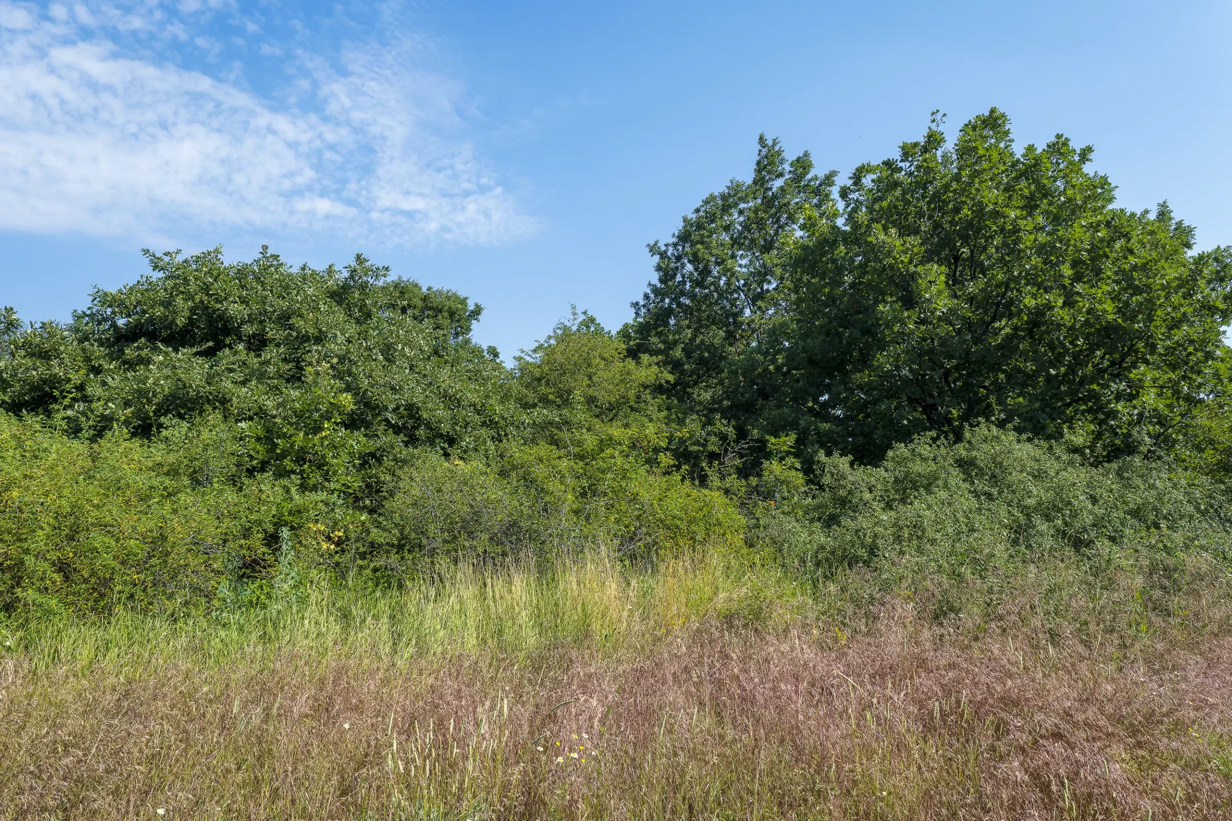 Gemengd loofbos 26.802 m² in Belogradchik - Bulgarije