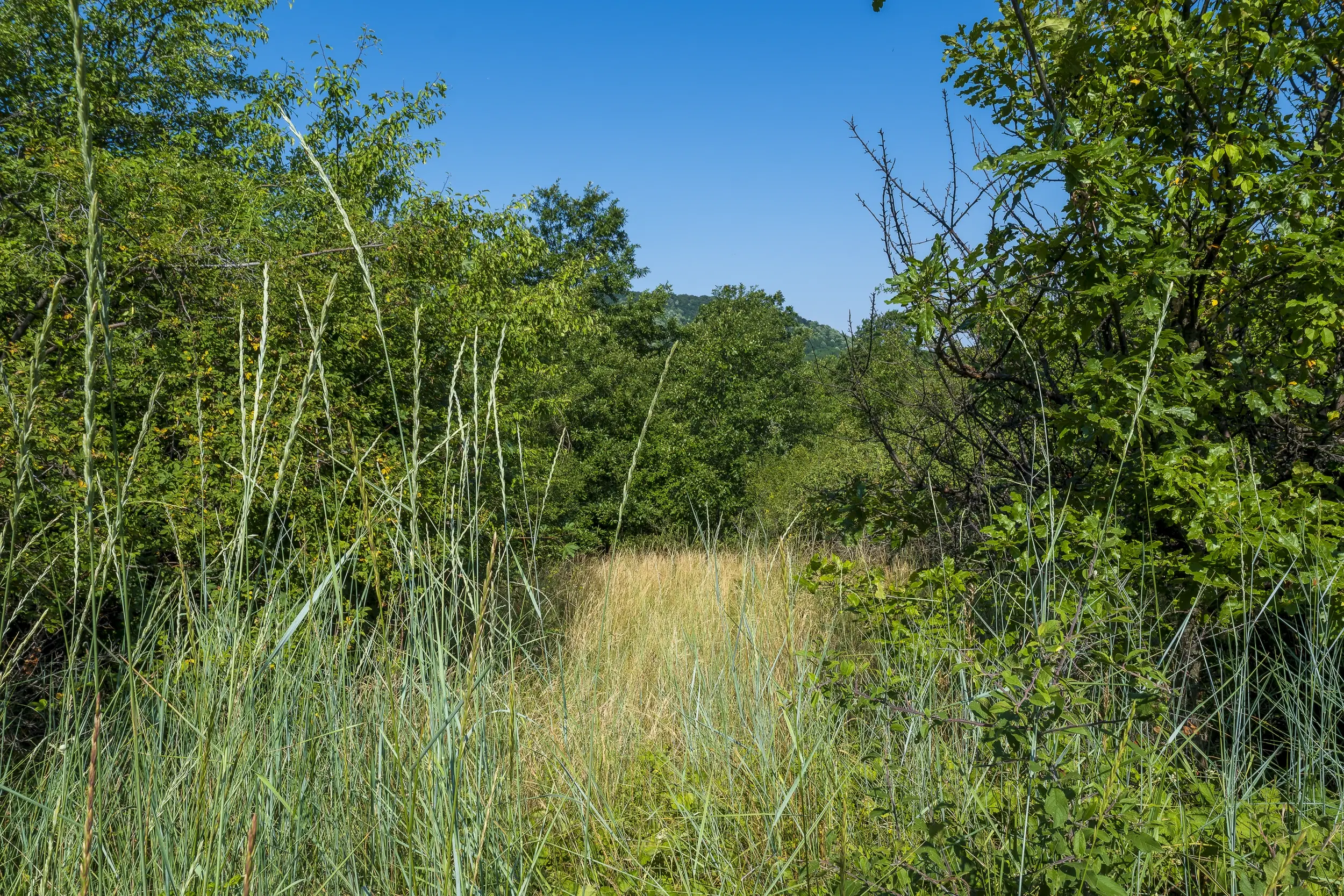 23.781 m² gemengd loofbos in de regio Vidin - Bulgarije