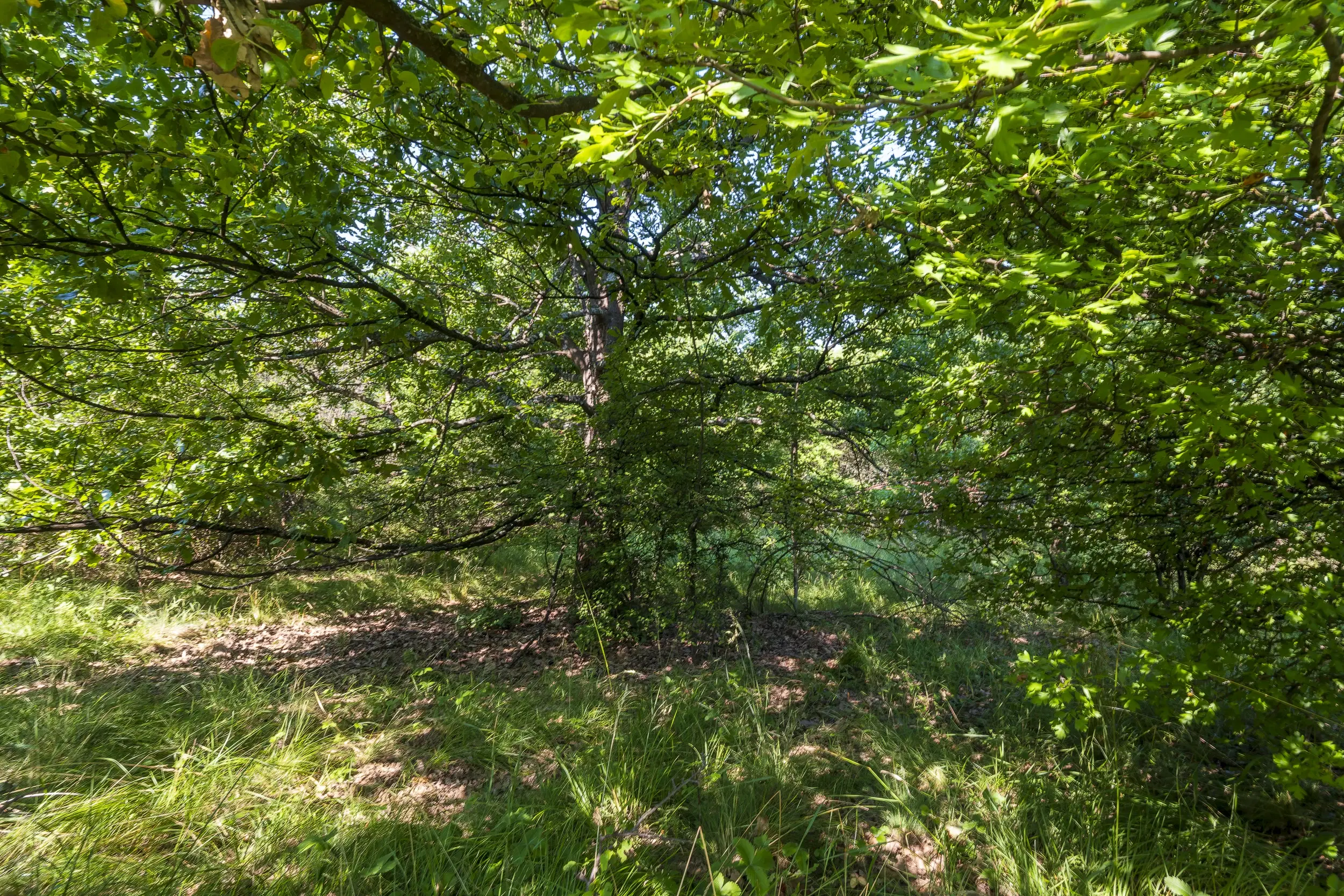 23.781 m² gemengd loofbos in de regio Vidin - Bulgarije