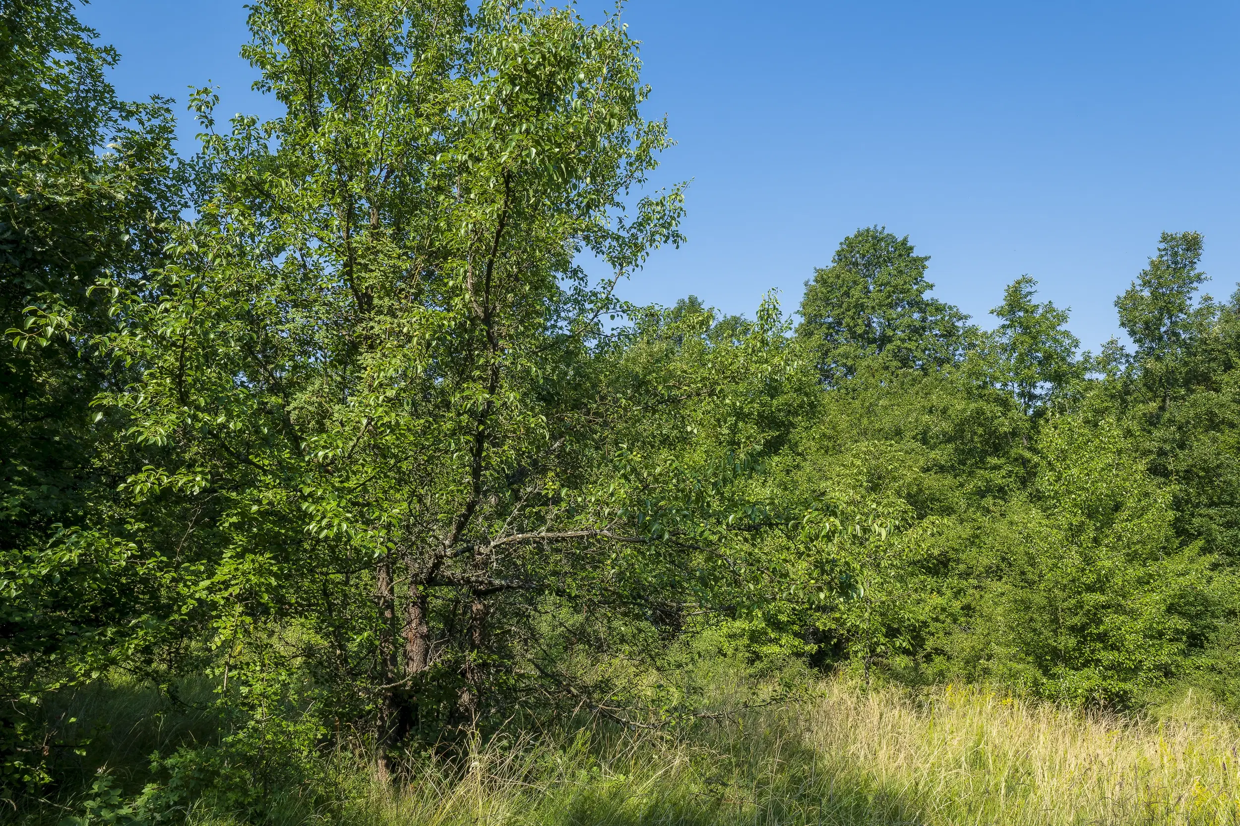 23.781 m² gemengd loofbos in de regio Vidin - Bulgarije