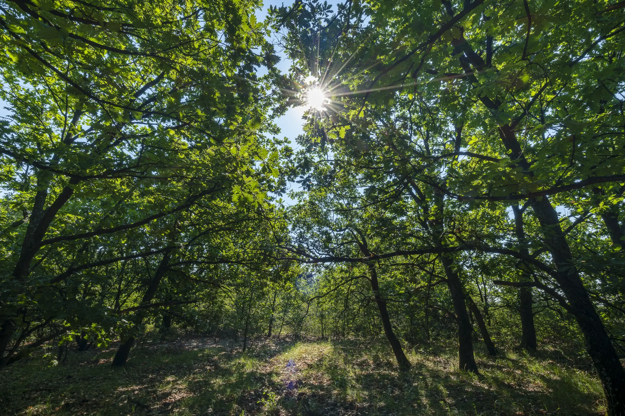 49.509 m² gemengd loofbox in Belogradchik - Bulgarije