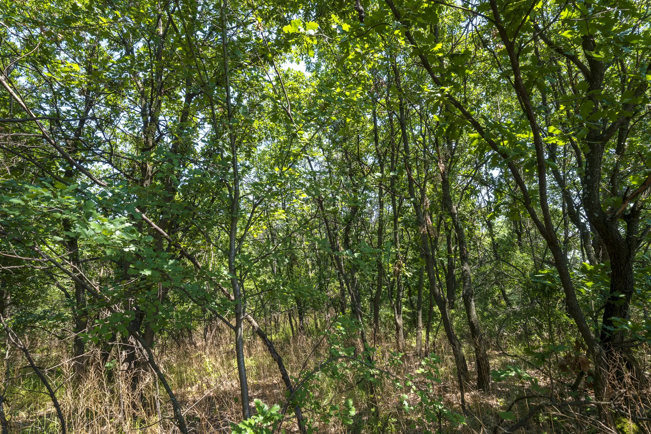 49.509 m² gemengd loofbox in Belogradchik - Bulgarije