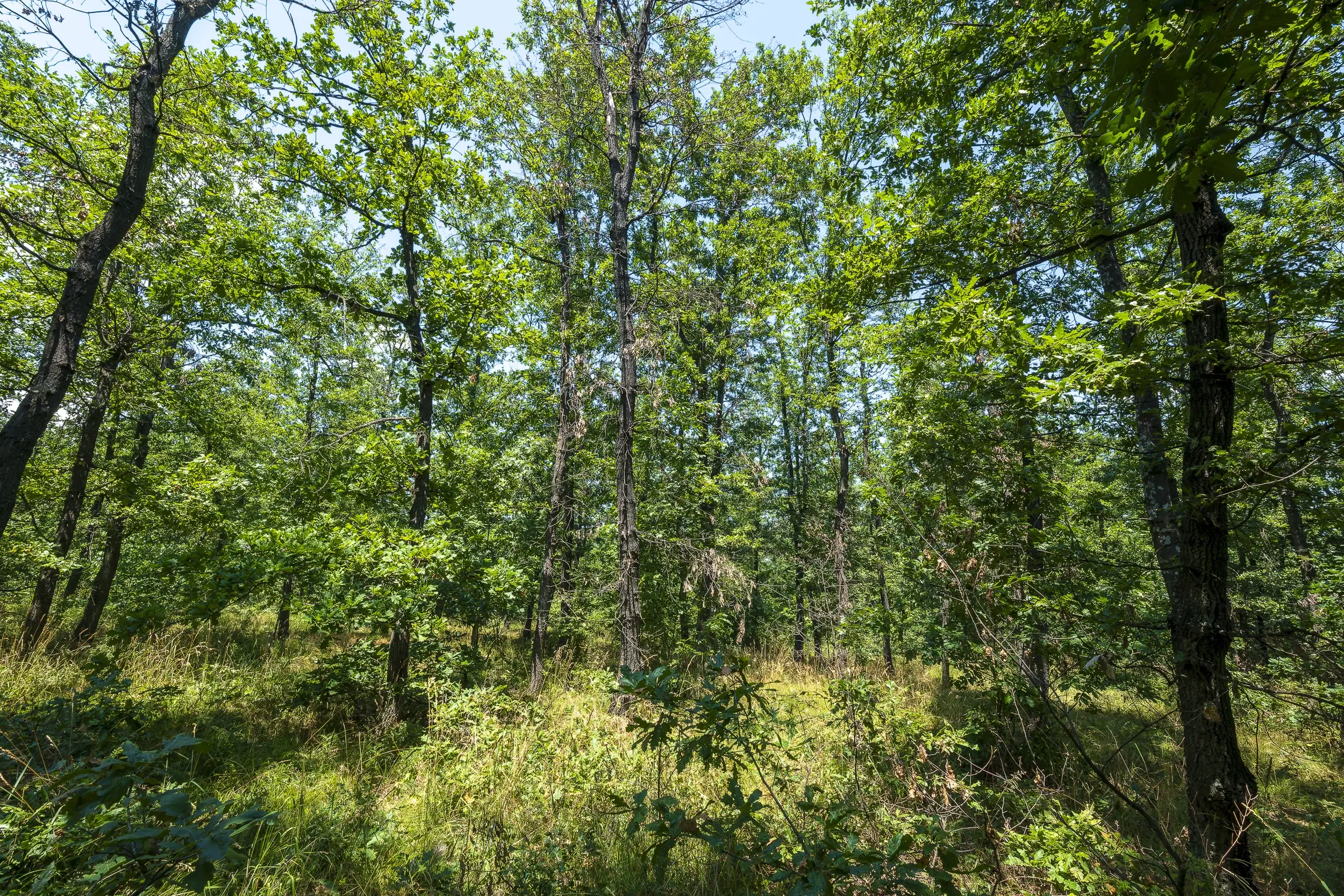 49.509 m² gemengd loofbox in Belogradchik - Bulgarije