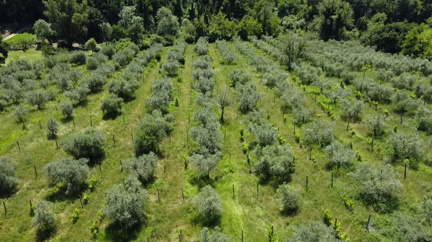 Boerderij in Cartoceto (PU) met kelder, olijfgaarden en land