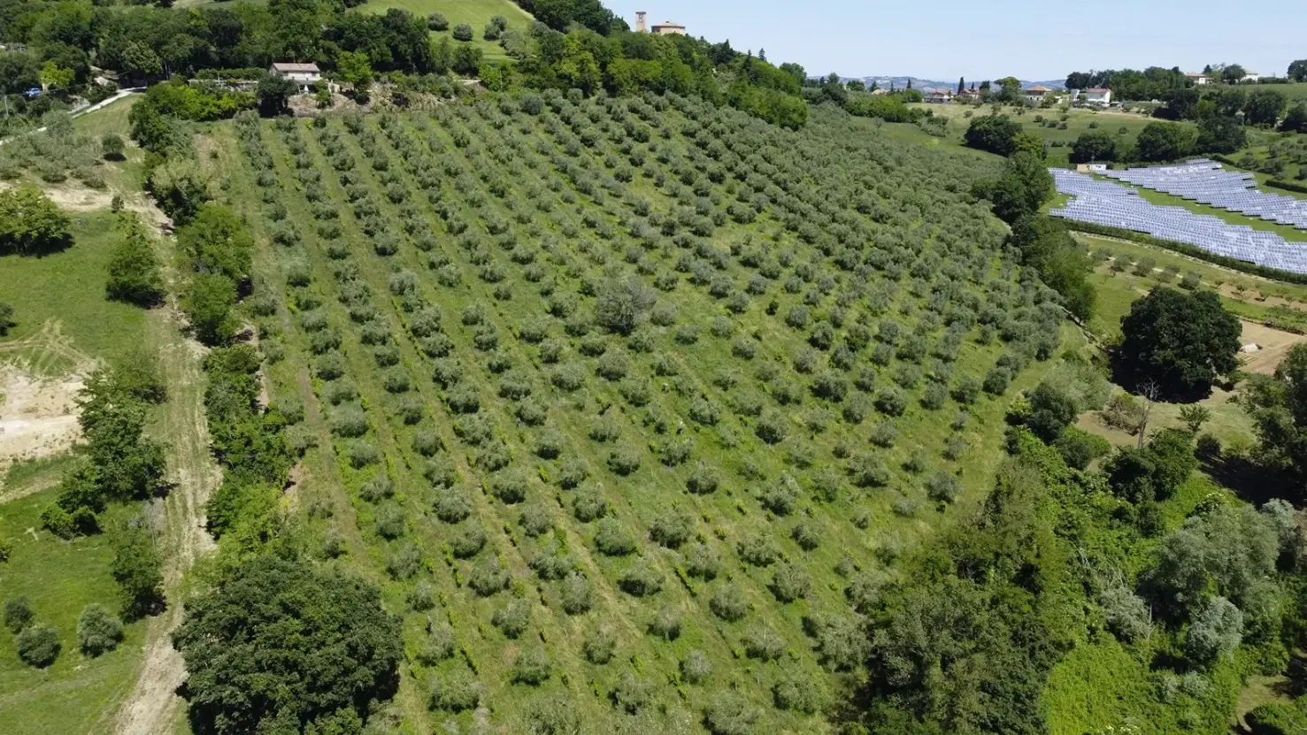 Boerderij in Cartoceto (PU) met kelder, olijfgaarden en land