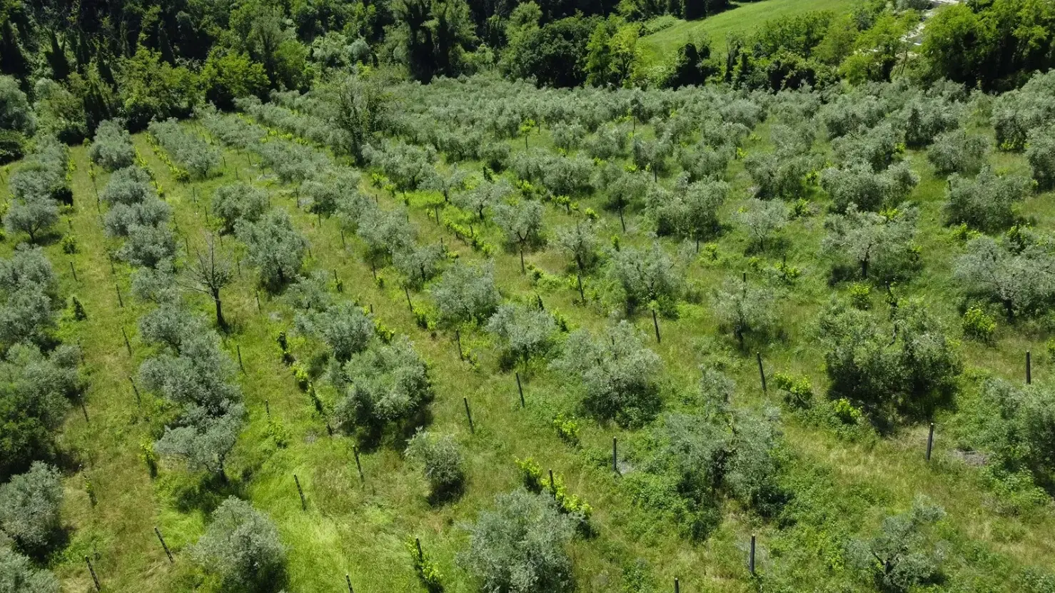 Boerderij in Cartoceto (PU) met kelder, olijfgaarden en land