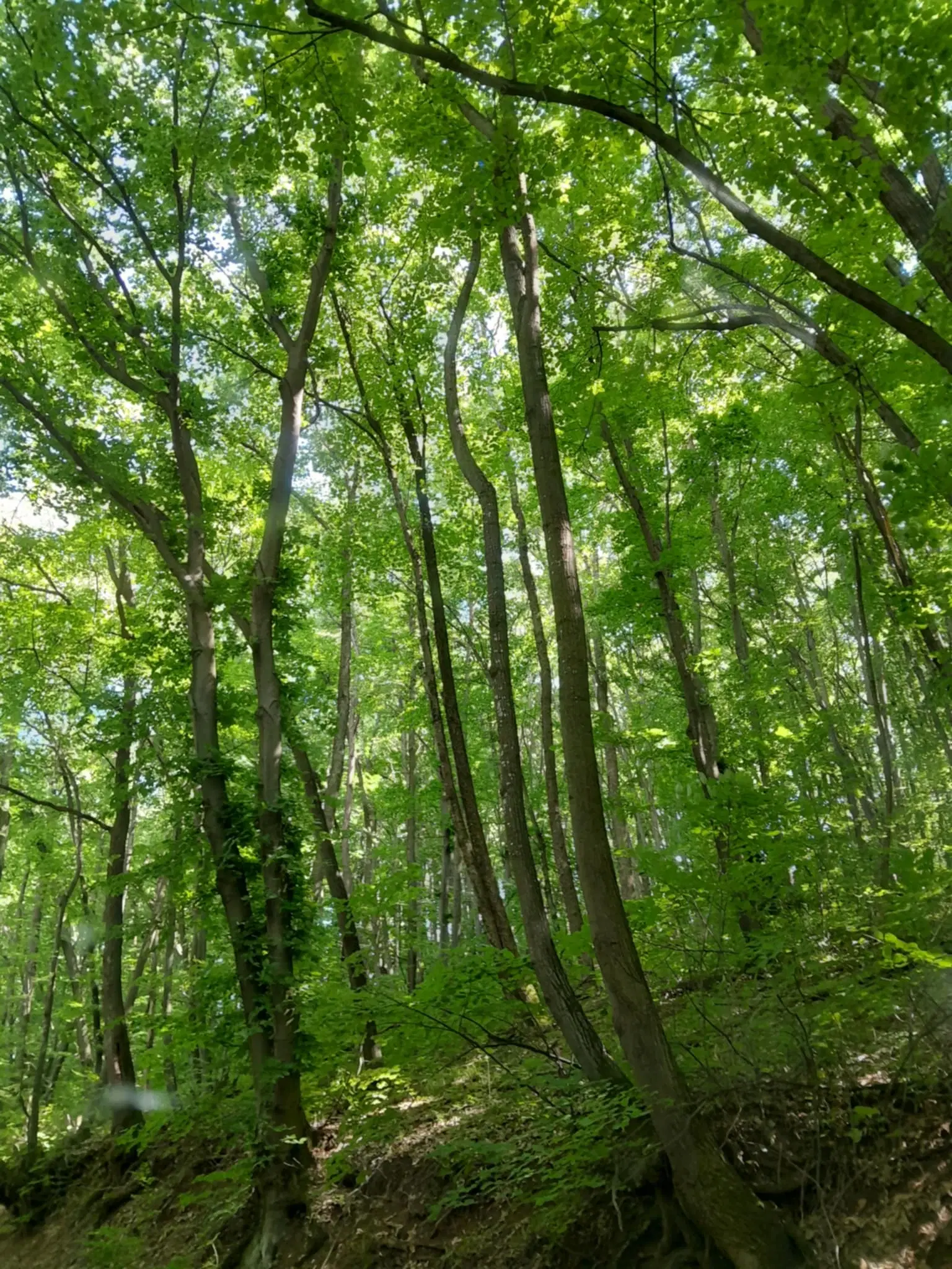 7.499 m² bosgrond (twee percelen) - Kostel, Veliko Tarnovo - Bulgarije