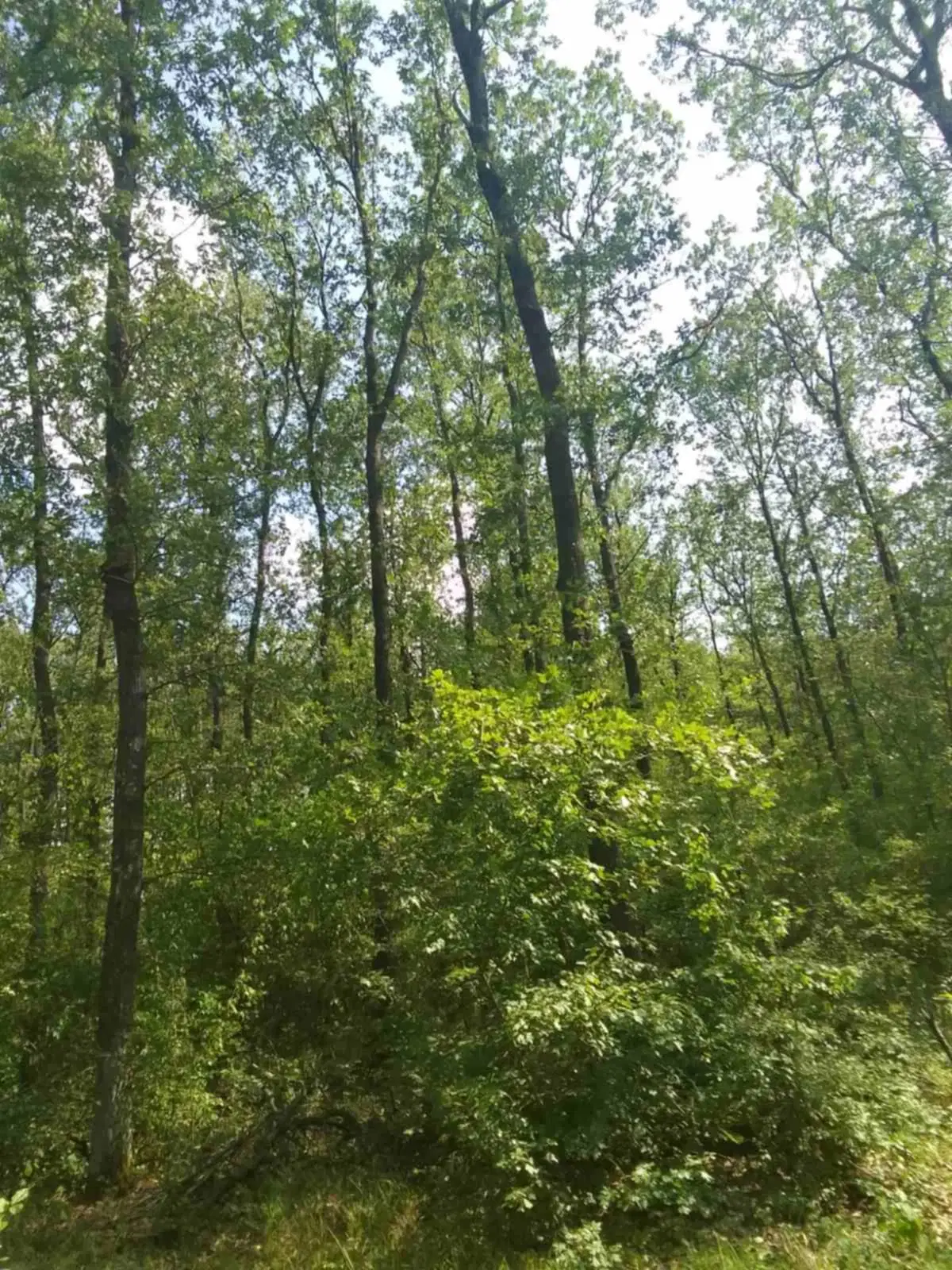 7.499 m² bosgrond (twee percelen) - Kostel, Veliko Tarnovo - Bulgarije
