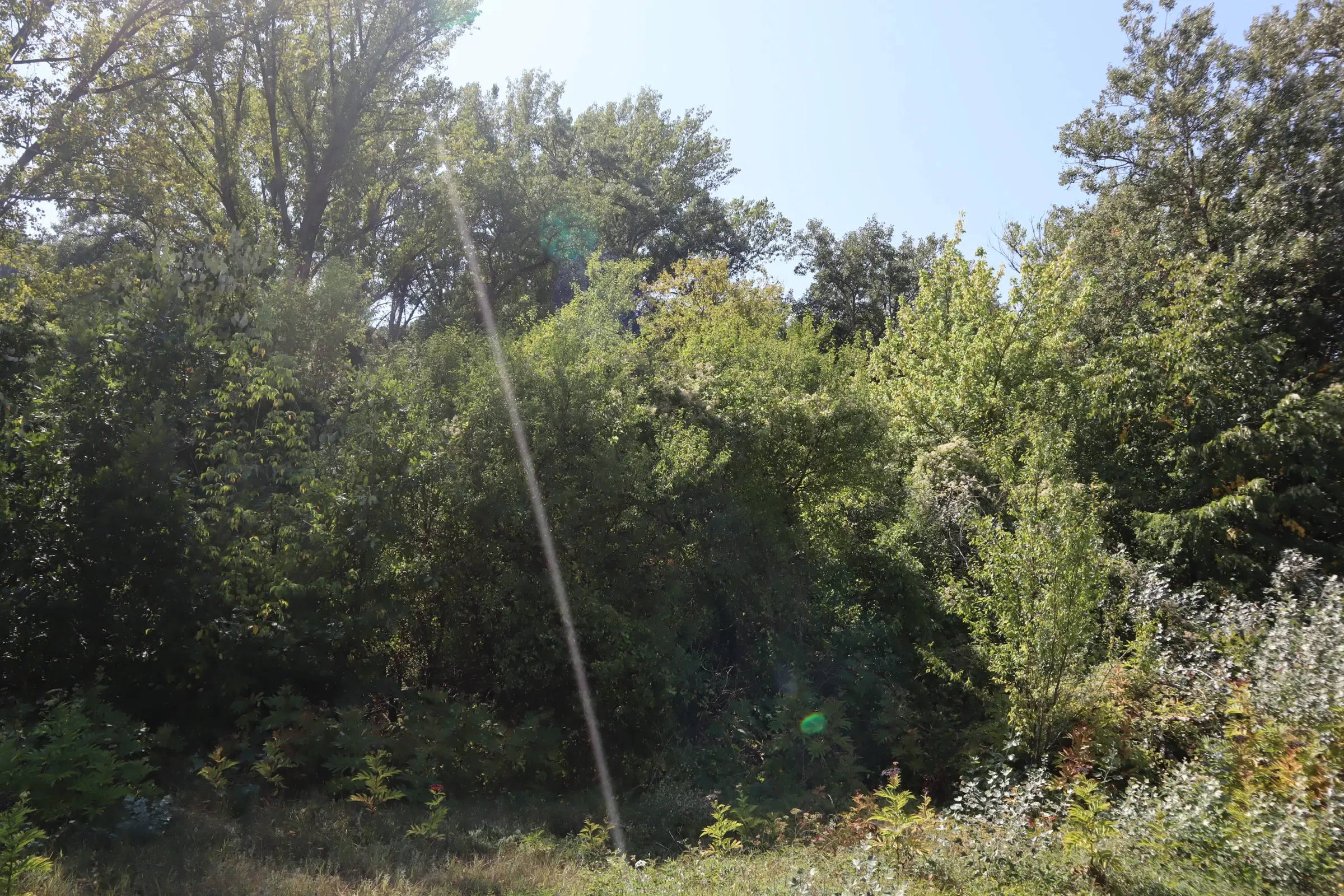 Bosgrond te koop – 31,507 m² (één perceel) | Investeringsmogelijkheid & Natuurretraite | Regio Vidin, Bulgarije