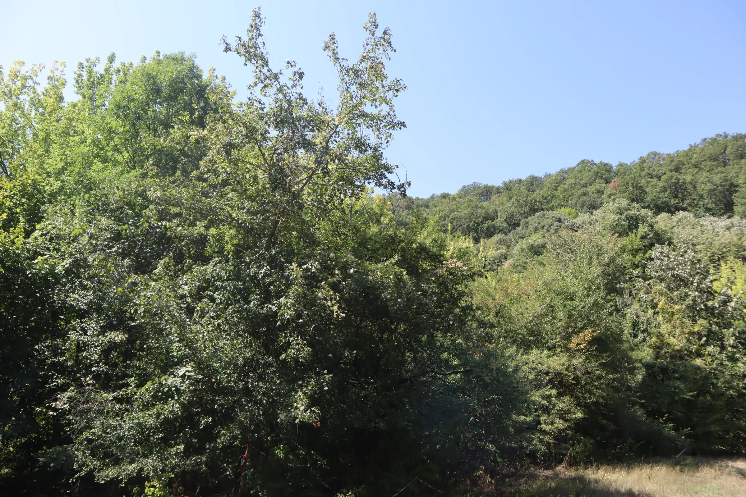 Bosgrond te koop – 31,507 m² (één perceel) | Investeringsmogelijkheid & Natuurretraite | Regio Vidin, Bulgarije