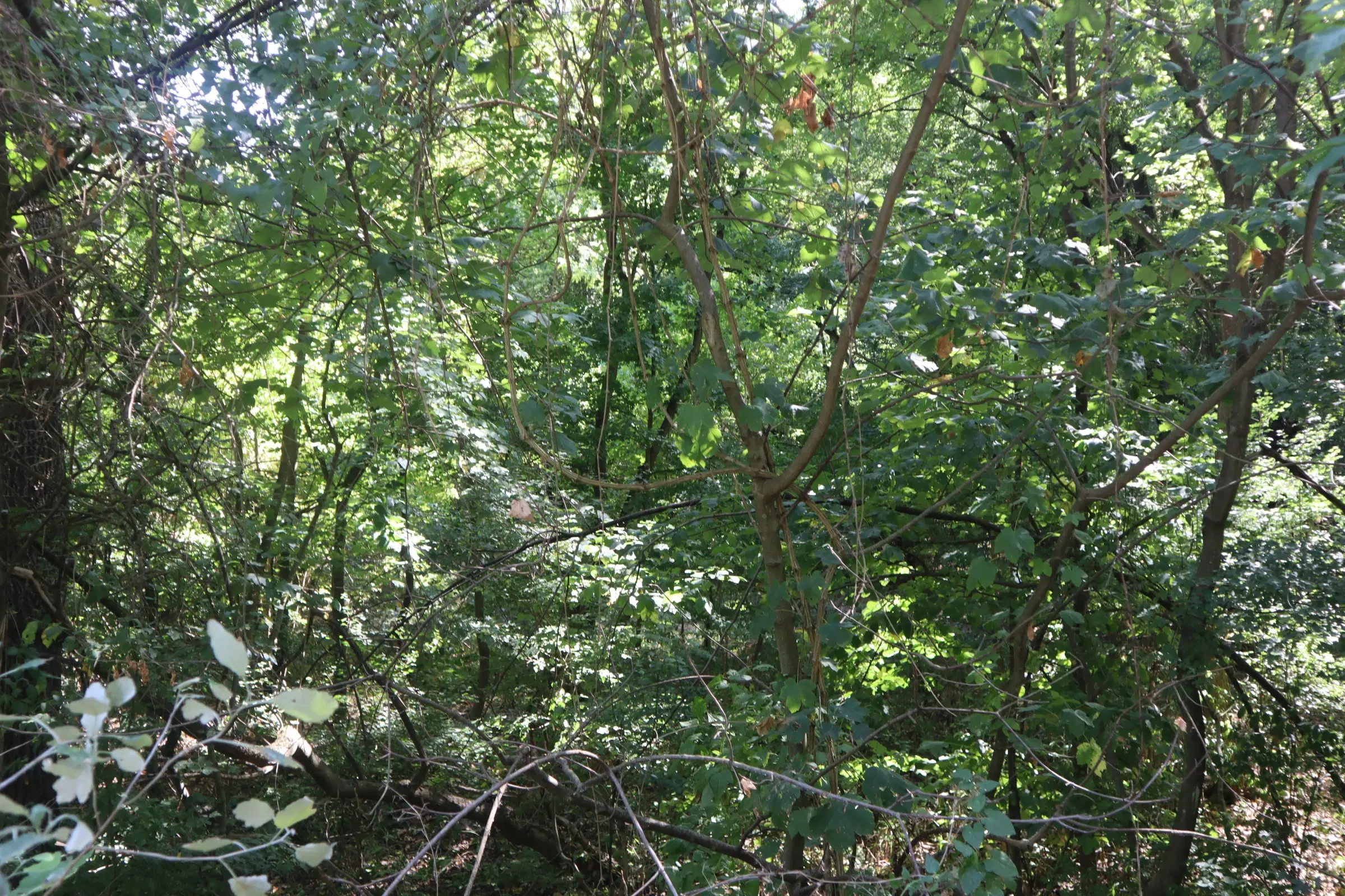 Bosgrond te koop – 31,507 m² (één perceel) | Investeringsmogelijkheid & Natuurretraite | Regio Vidin, Bulgarije