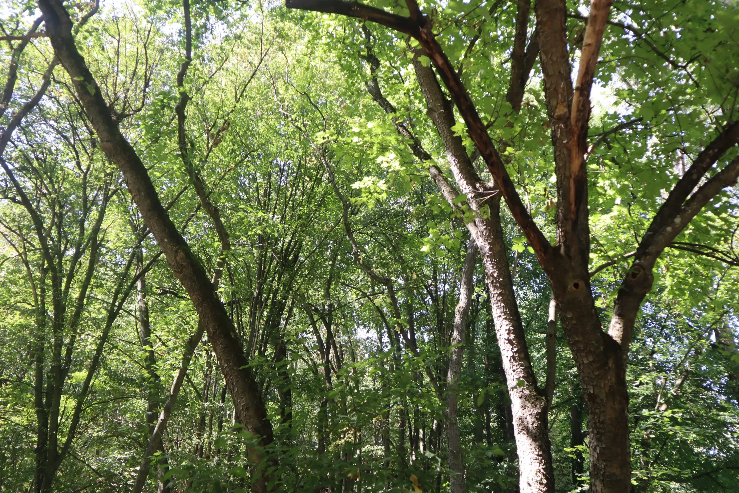 Bosgrond te koop – 31,507 m² (één perceel) | Investeringsmogelijkheid & Natuurretraite | Regio Vidin, Bulgarije