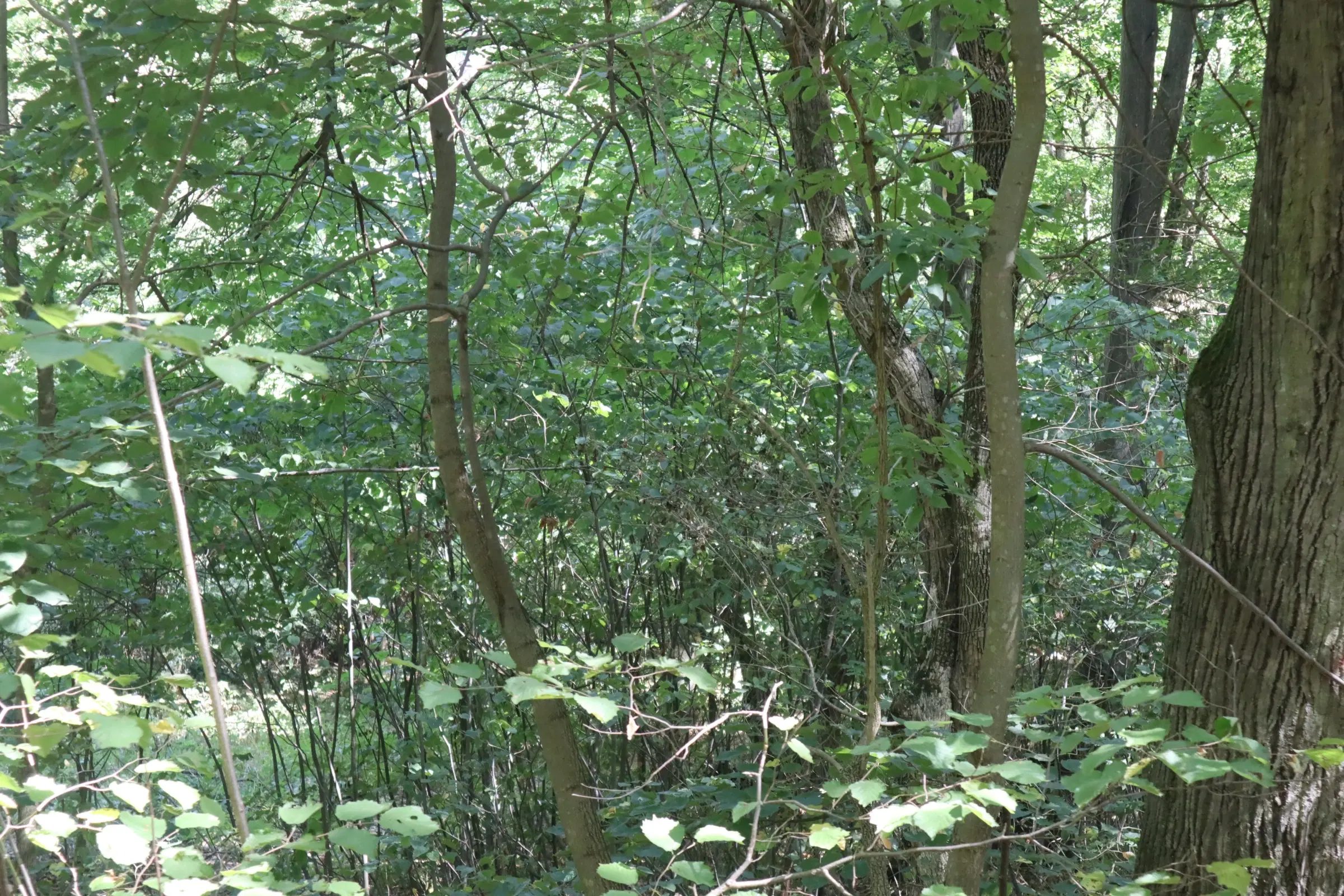 Bosgrond te koop – 31,507 m² (één perceel) | Investeringsmogelijkheid & Natuurretraite | Regio Vidin, Bulgarije