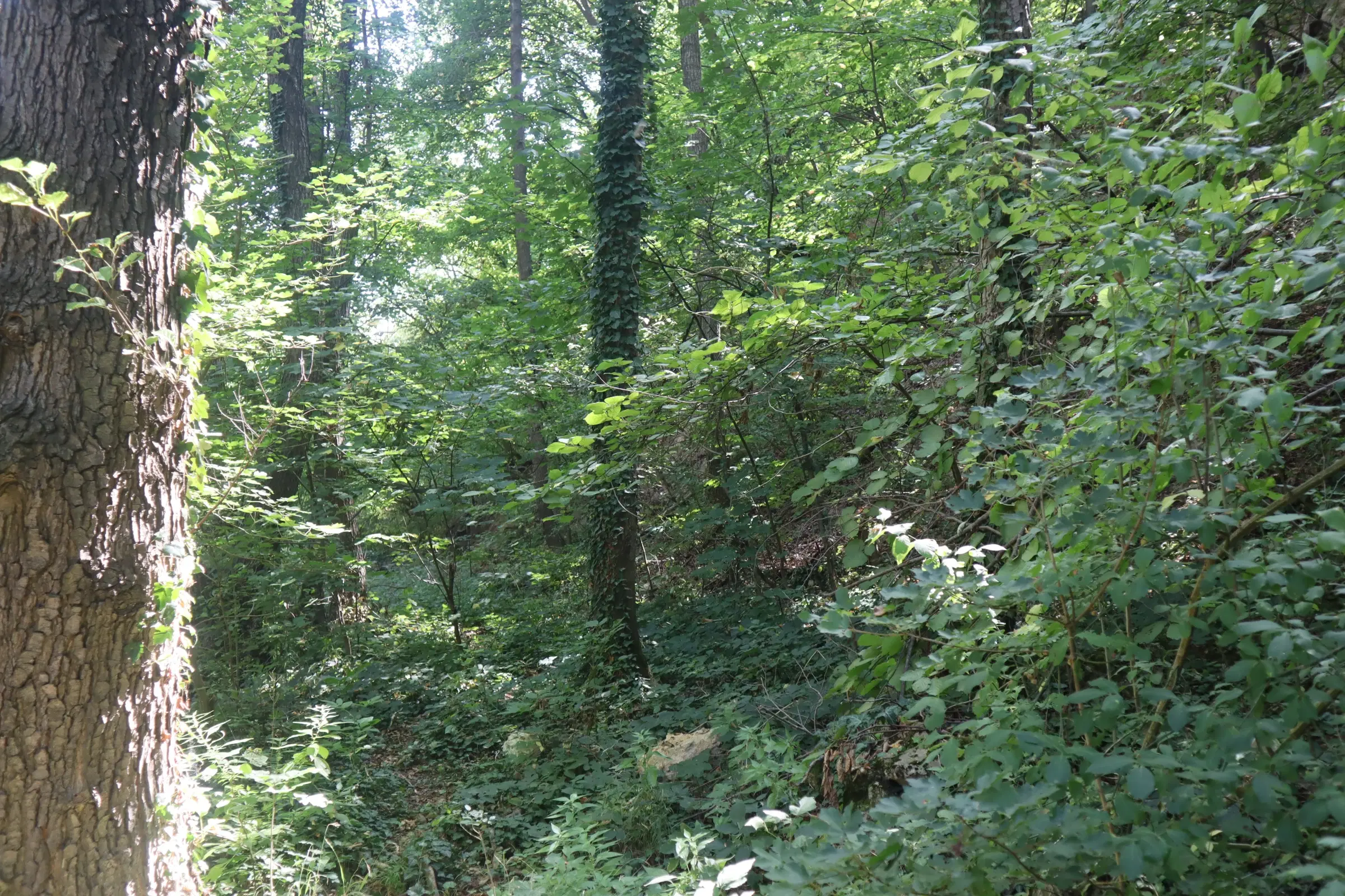 Bosgrond te koop – 31,507 m² (één perceel) | Investeringsmogelijkheid & Natuurretraite | Regio Vidin, Bulgarije
