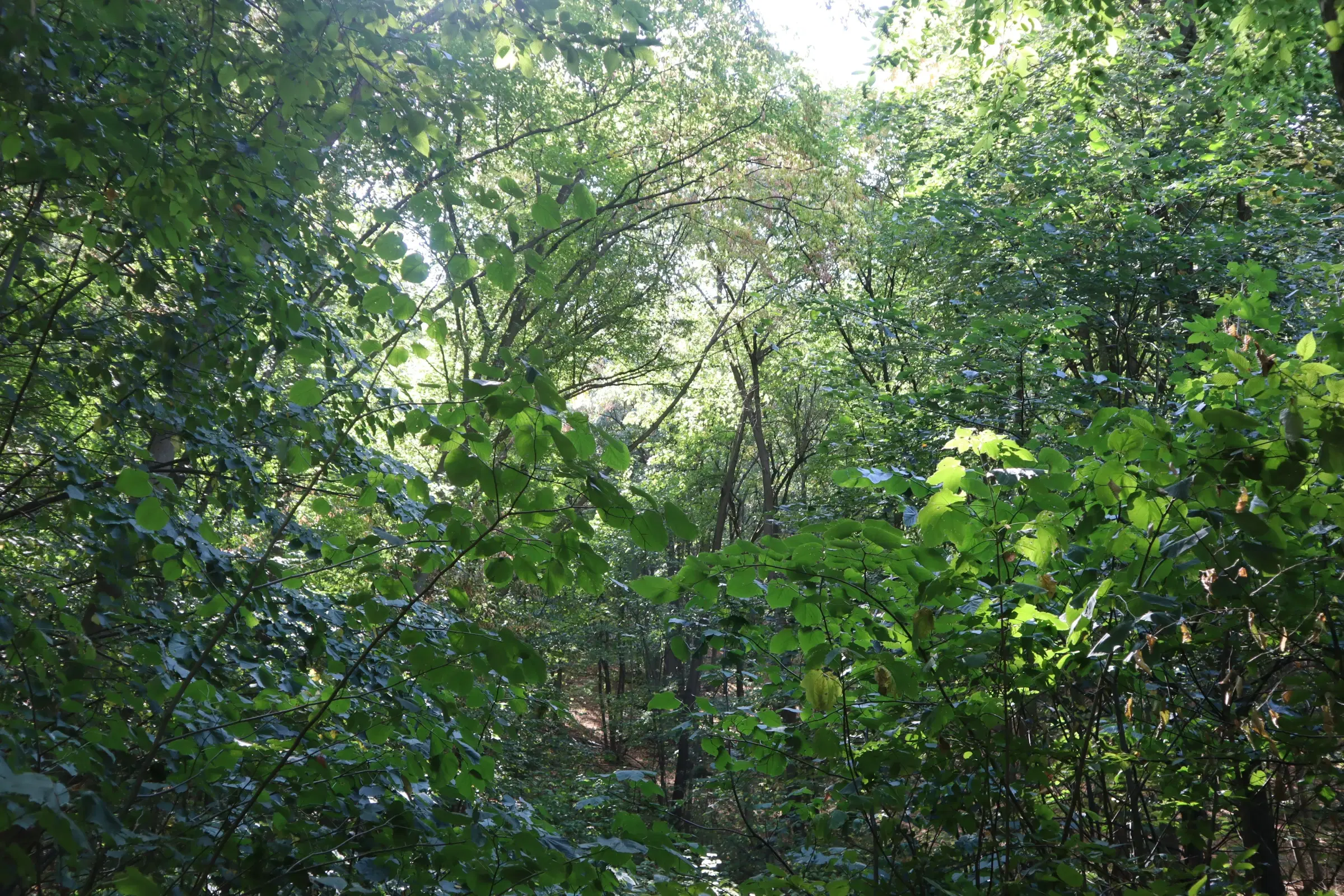 Bosgrond te koop – 31,507 m² (één perceel) | Investeringsmogelijkheid & Natuurretraite | Regio Vidin, Bulgarije