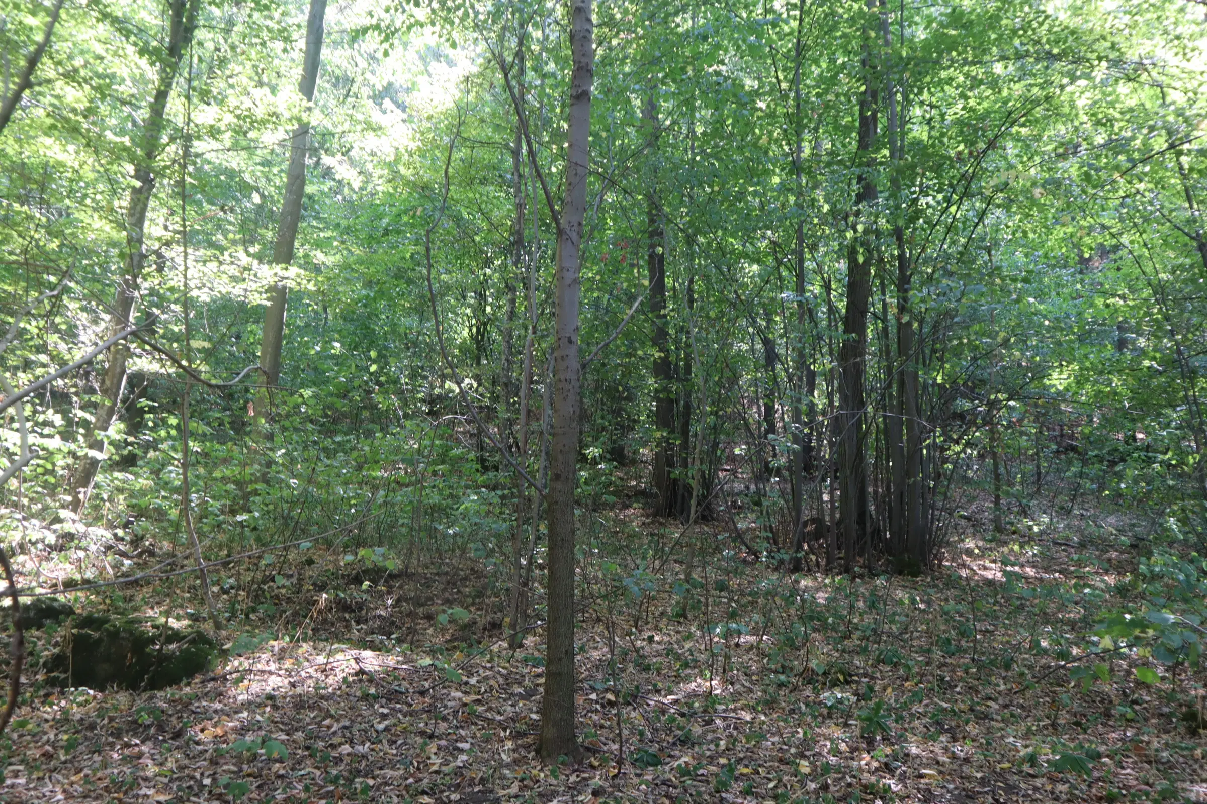 Bosgrond te koop – 31,507 m² (één perceel) | Investeringsmogelijkheid & Natuurretraite | Regio Vidin, Bulgarije