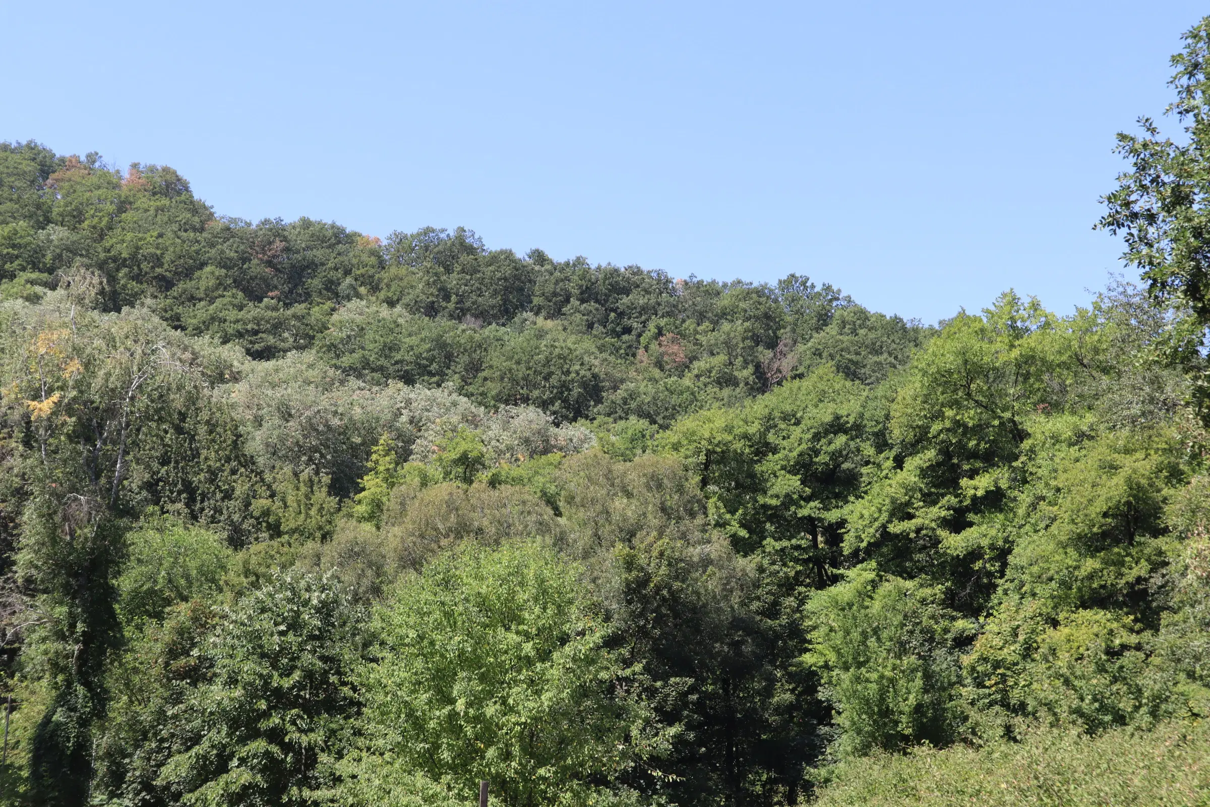 Bosgrond te koop – 31,507 m² (één perceel) | Investeringsmogelijkheid & Natuurretraite | Regio Vidin, Bulgarije