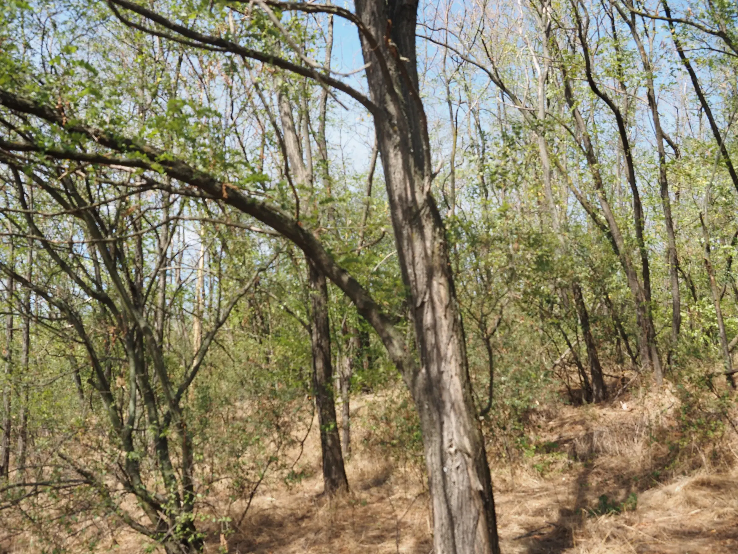 Bosgrond te koop – 31,507 m² (één perceel) | Investeringsmogelijkheid & Natuurretraite | Regio Vidin, Bulgarije