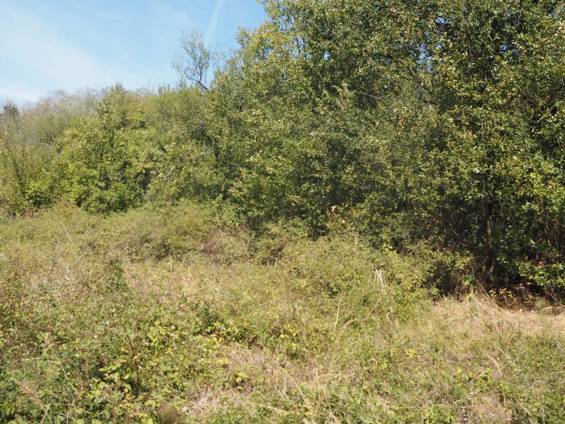 Bosgrond te koop – 31,507 m² (één perceel) | Investeringsmogelijkheid & Natuurretraite | Regio Vidin, Bulgarije