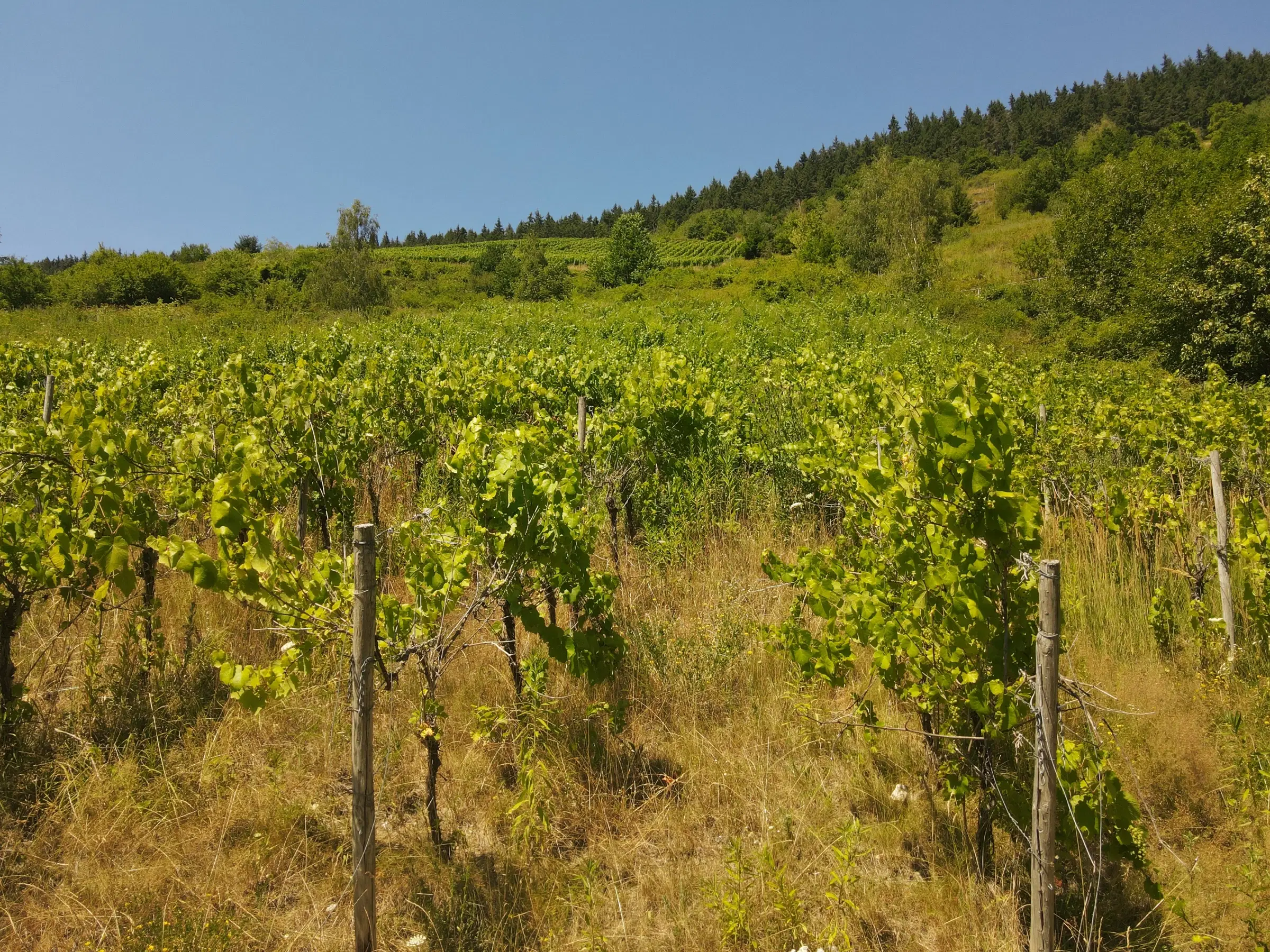 Wijngaard van totaal 2.482 m² met Riesling, gelegen in Zell, Cochem - Duitsland