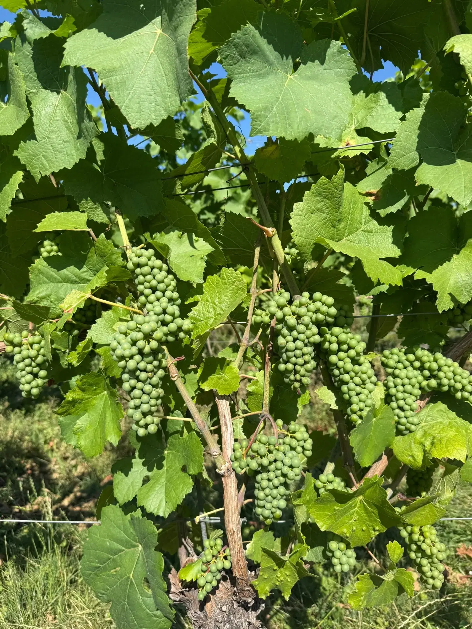 Wijngaard van totaal 2.482 m² met Riesling, gelegen in Zell, Cochem - Duitsland