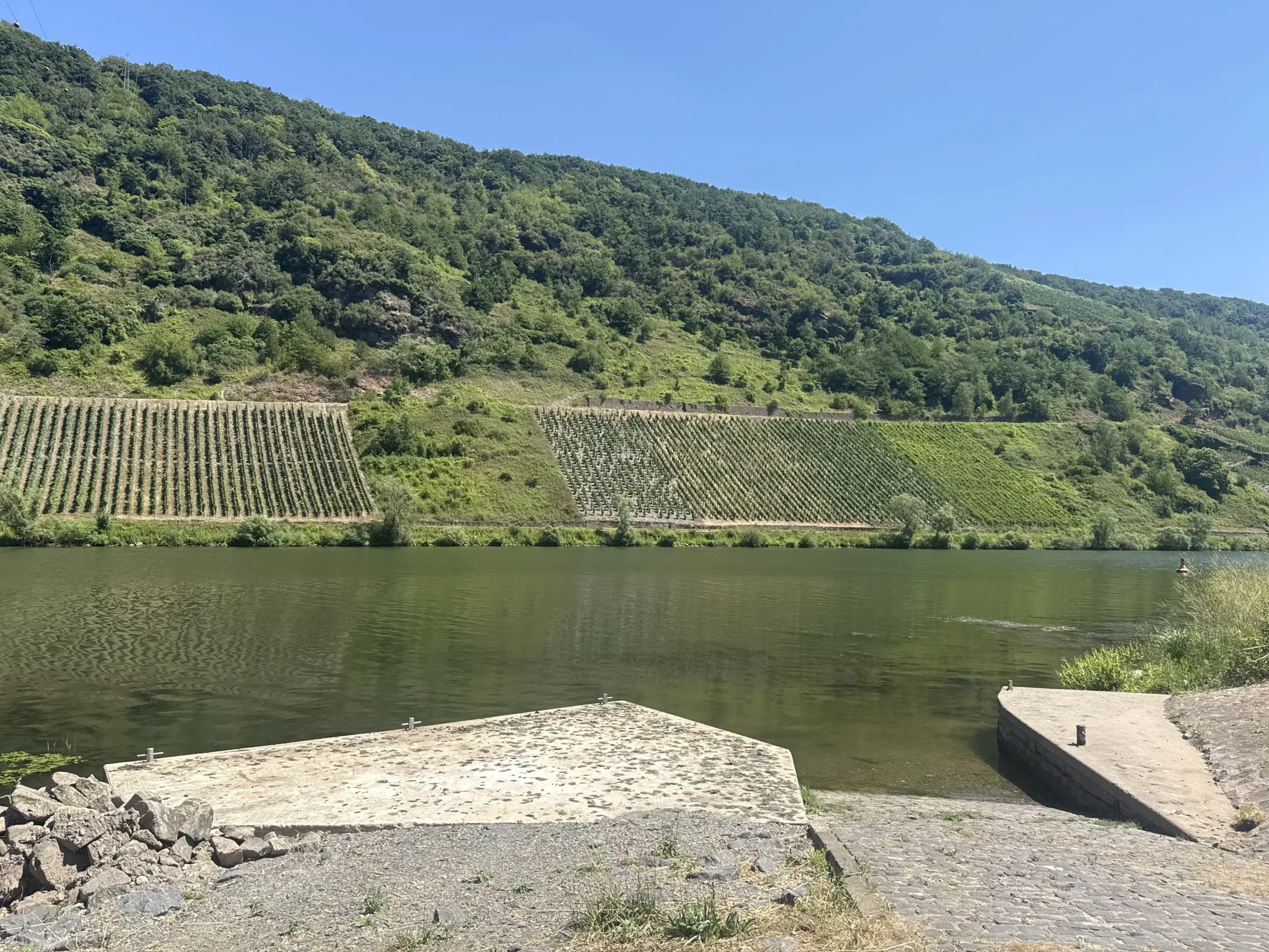 Wijngaard van totaal 2.482 m² met Riesling, gelegen in Zell, Cochem - Duitsland