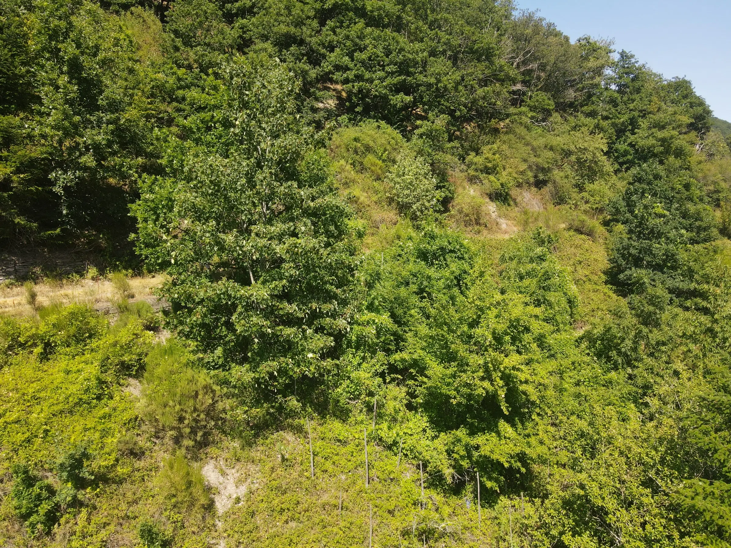 Voormalig eigendomswijngaardperceel van 1.271 m² in Zell, Cochem - Duitsland
